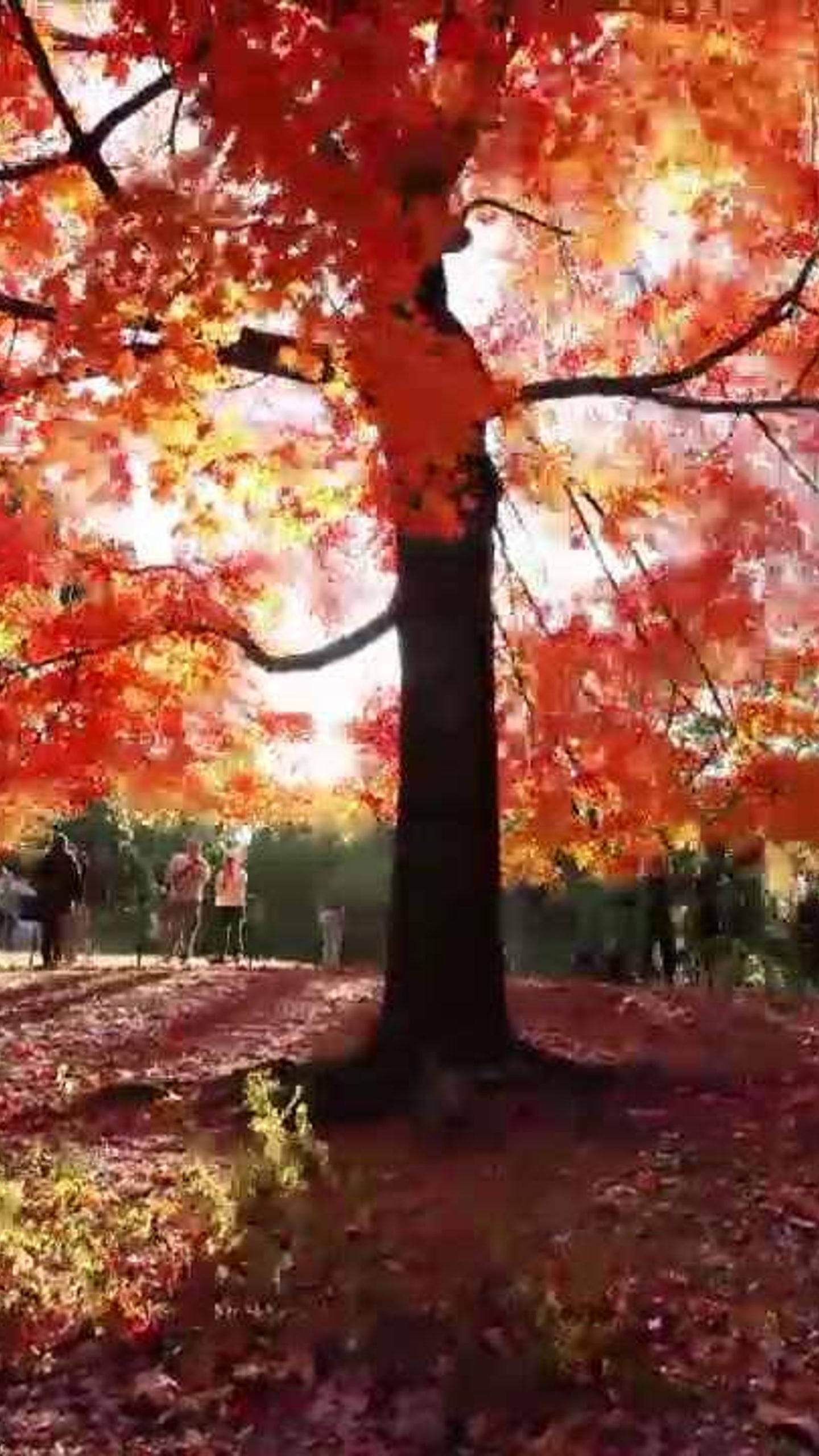 馬薩諸塞州古老巨樹 壁紙 — 一棵高聳的楓樹綻放出火紅和橙色的葉子，陽光透過樹葉灑落，在落葉地毯上投下溫暖的陰影。