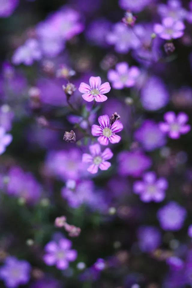 紫色花朵特寫，背景模糊