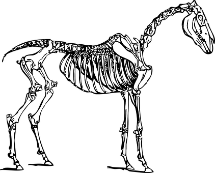 馬骨頭插圖 壁紙