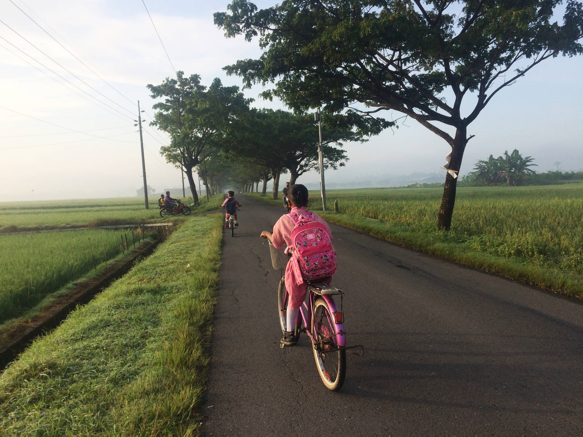 小孩在黎明時分於有稻田和樹木的鄉村道路上騎單車。