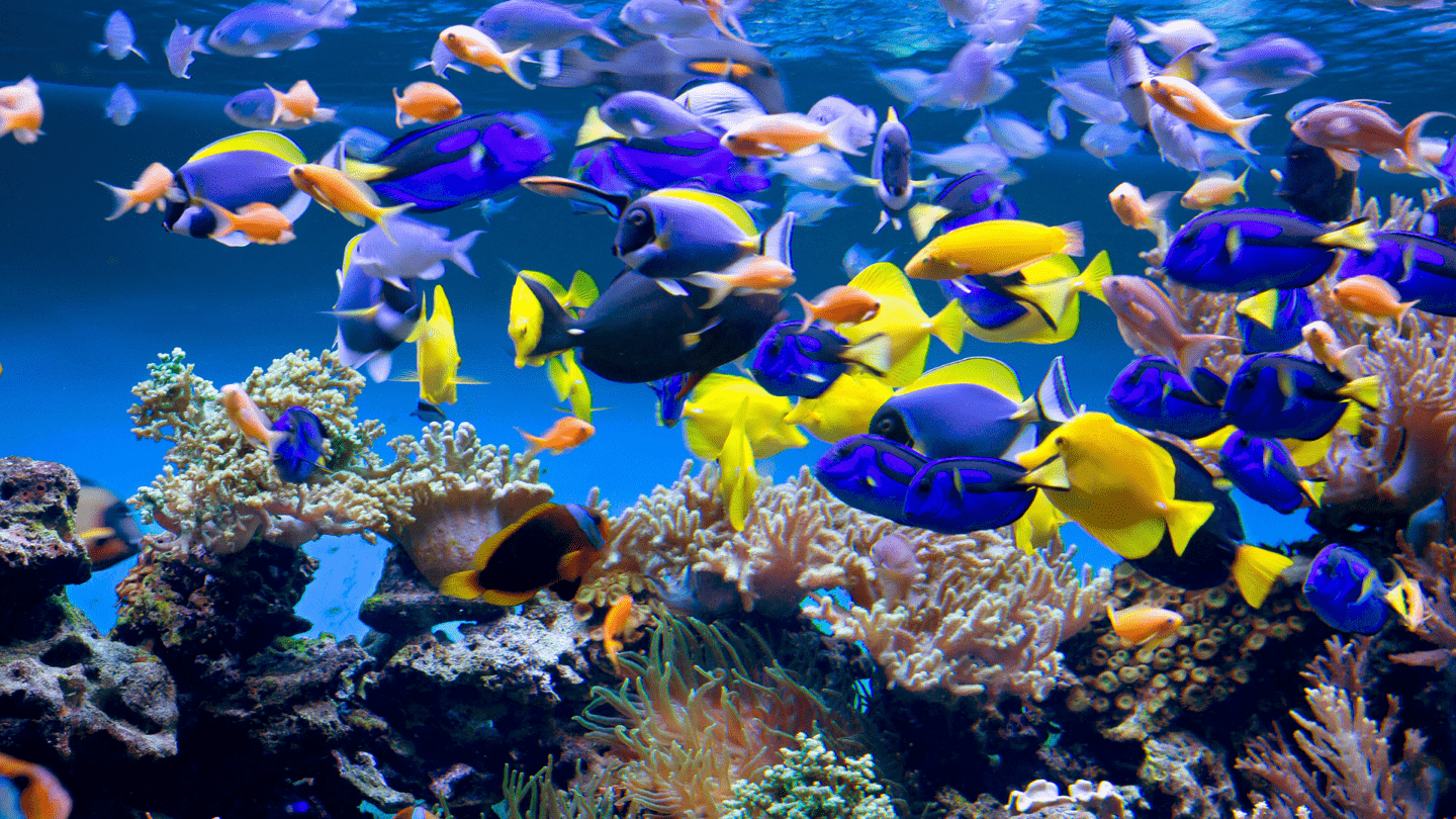驚艷水族館海底世界 壁紙