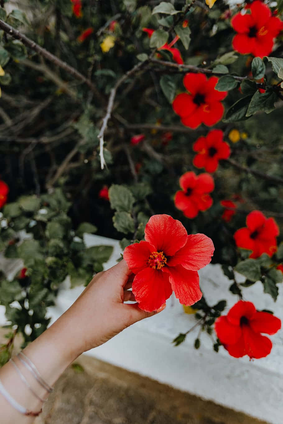 手裡拿著一朵紅色芙蓉花，背景有綠葉。