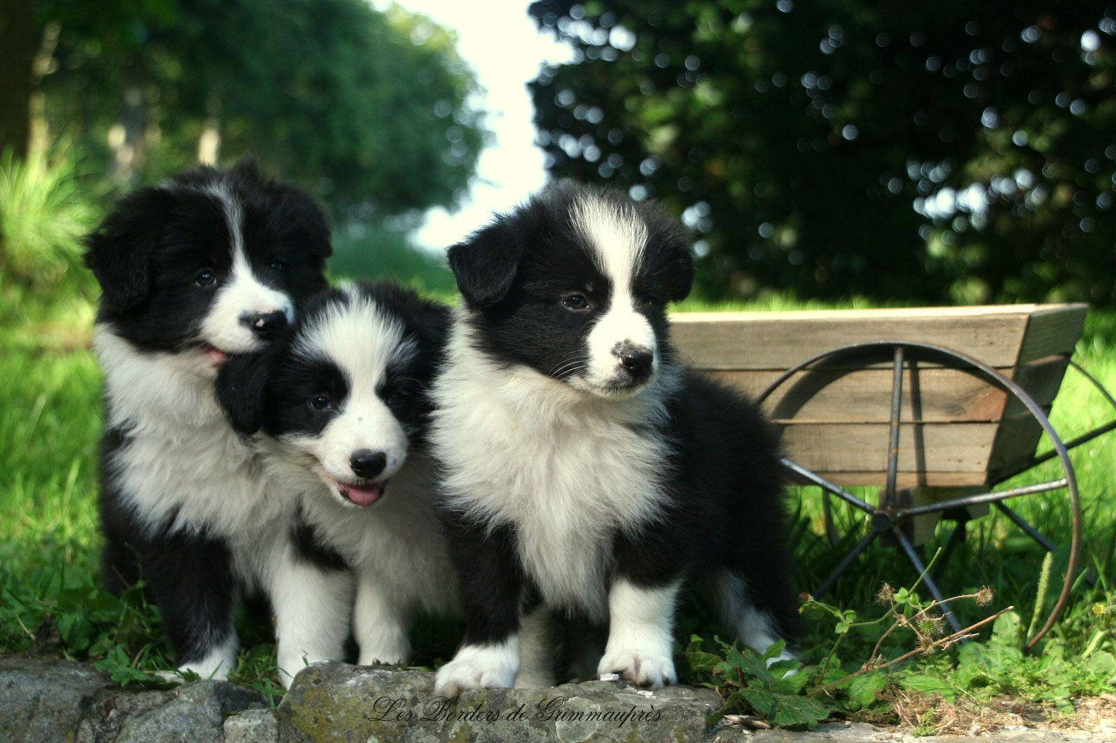 驚訝的黑白邊境牧羊犬幼犬與兄弟姐妹 壁紙 — 三隻毛茸茸的黑白邊境牧羊犬幼犬一起坐在陽光普照的草地上的一塊石頭上，身後有一輛木製手推車。