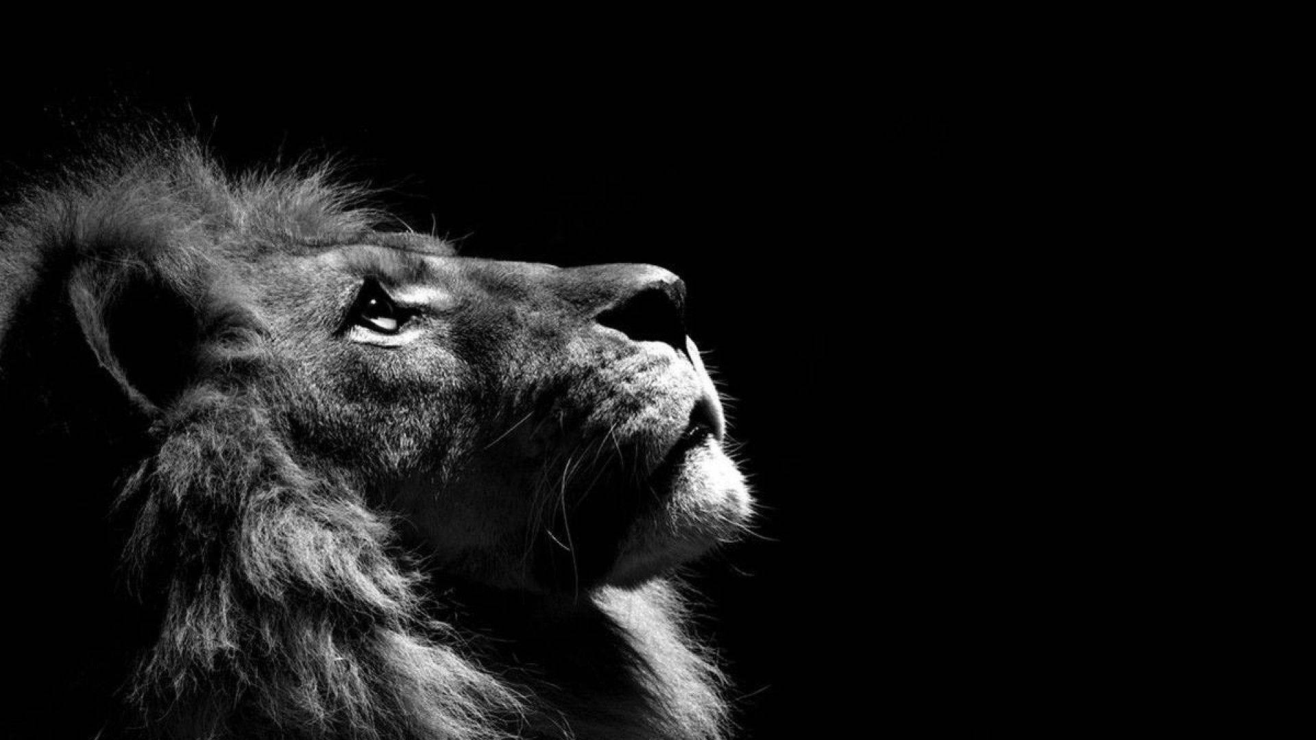 獅子頭部側面輪廓，黑色背景，從側面打光。 — 動物 壁紙