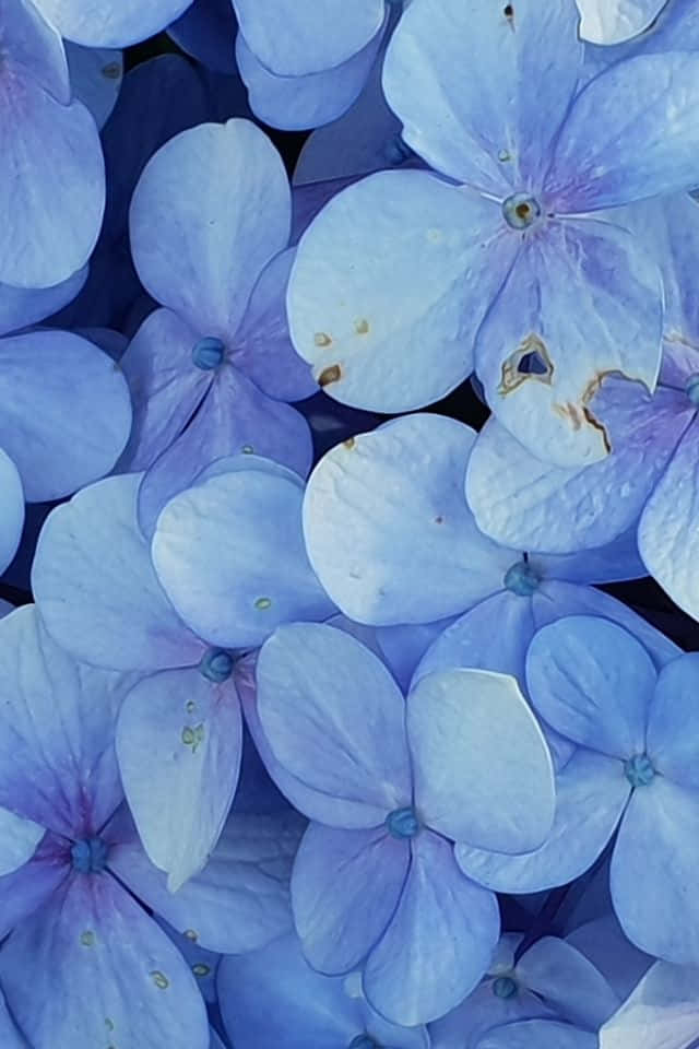 驚豔的iPhone花紋背景 壁紙 — 精緻藍色繡球花的特寫，帶有微妙的紫色色調和自然瑕疵。