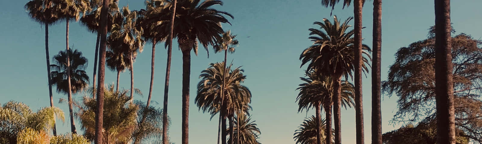 在陽光明媚的熱帶環境中，高大的棕櫚樹映襯著清澈的藍天。