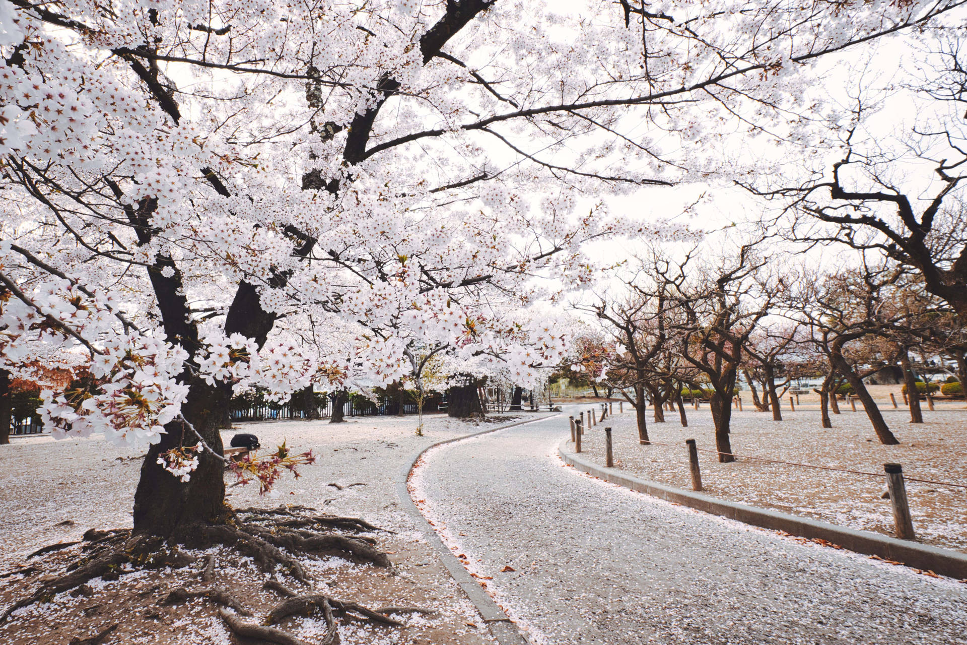 被雪覆蓋的櫻花樹排列在冬季公園蜿蜒的小路兩旁。