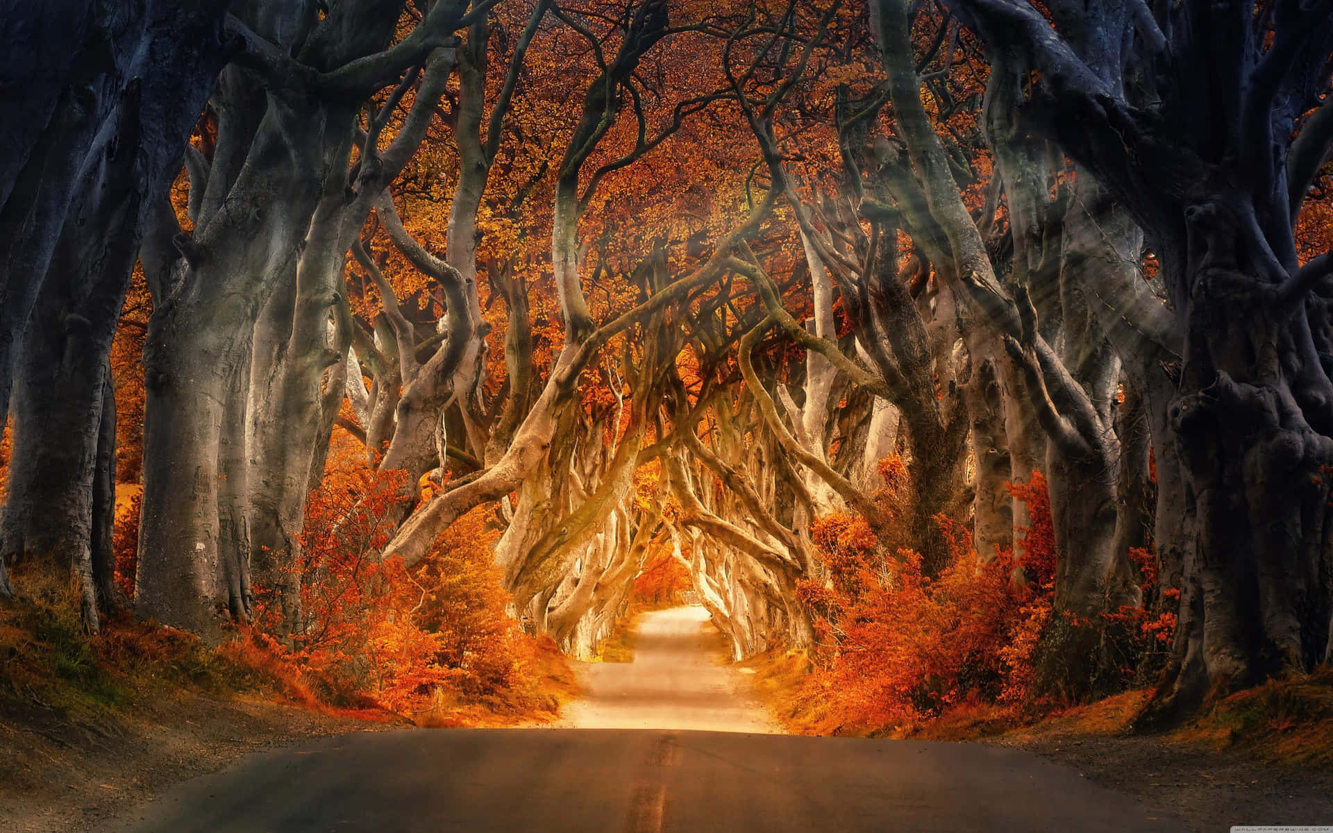 一條兩旁種滿古樹的道路，在黃昏時閃爍著秋天的色彩。