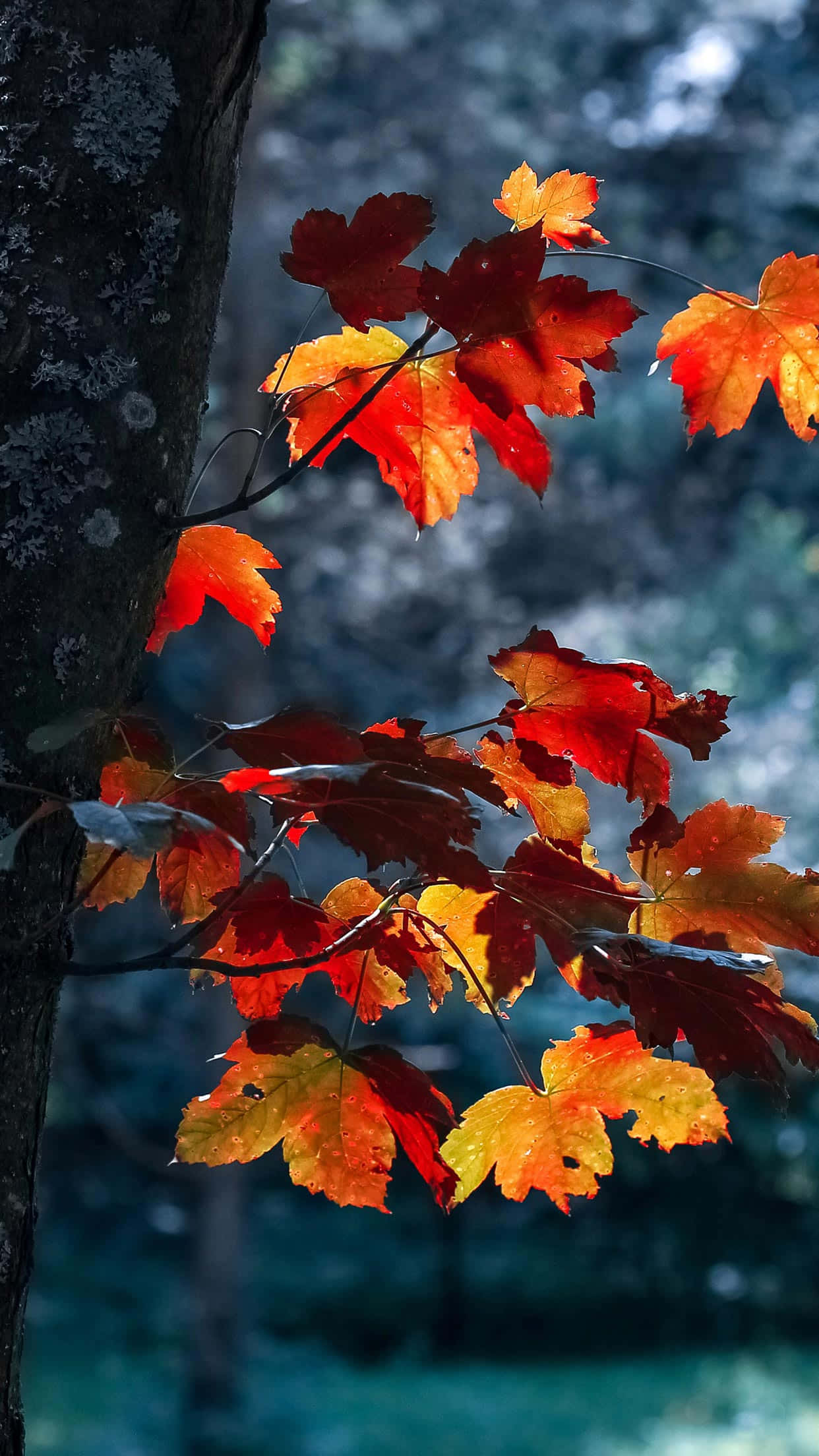 體驗完美的秋日 壁紙 — 鮮豔的紅色和橙色楓葉在模糊的森林背景下發光，柔和的光線穿透其中。