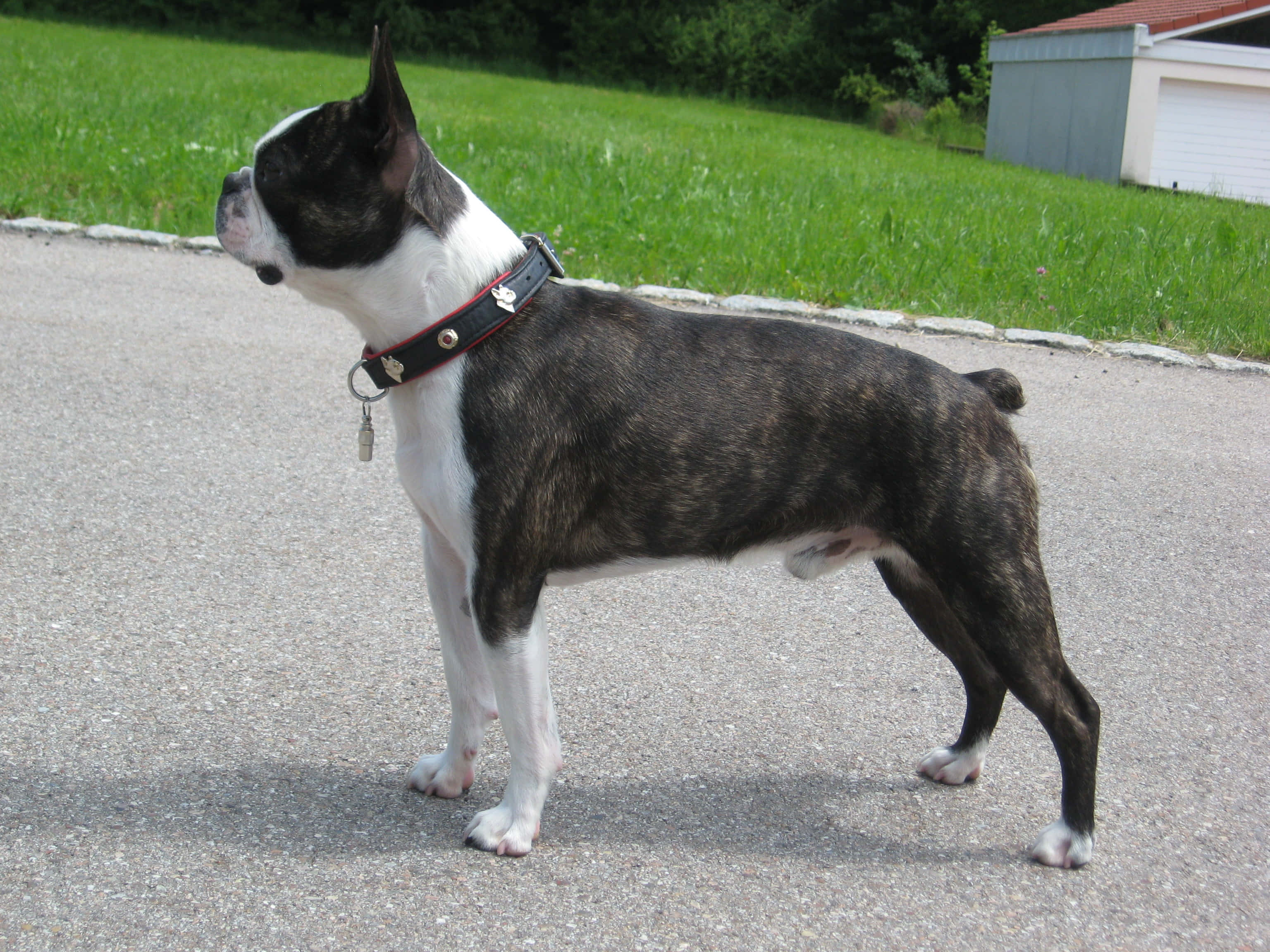 體驗強勁駕馭感，選擇 Bully Dog 壁紙 — 一隻虎斑色和白色的波士頓㹴警覺地站在鋪砌的小徑上，背景有草地和棚屋。