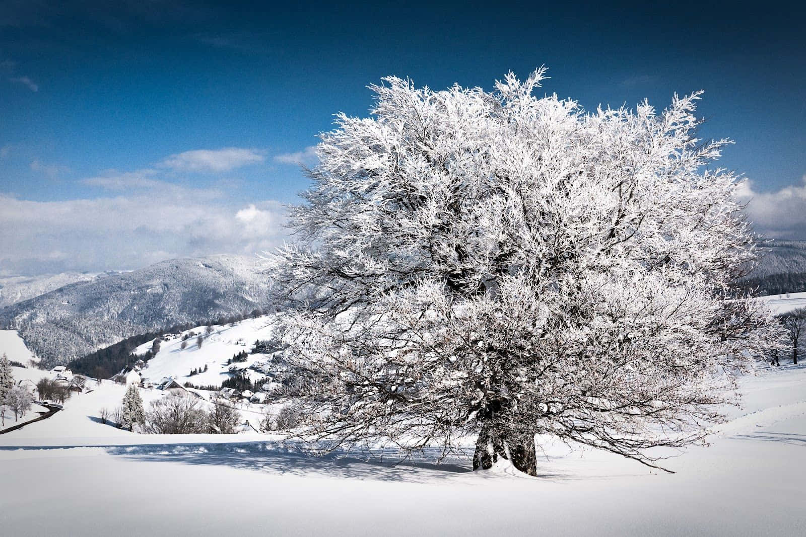 在藍天下，冬季山谷中一棵掛滿雪的樹。