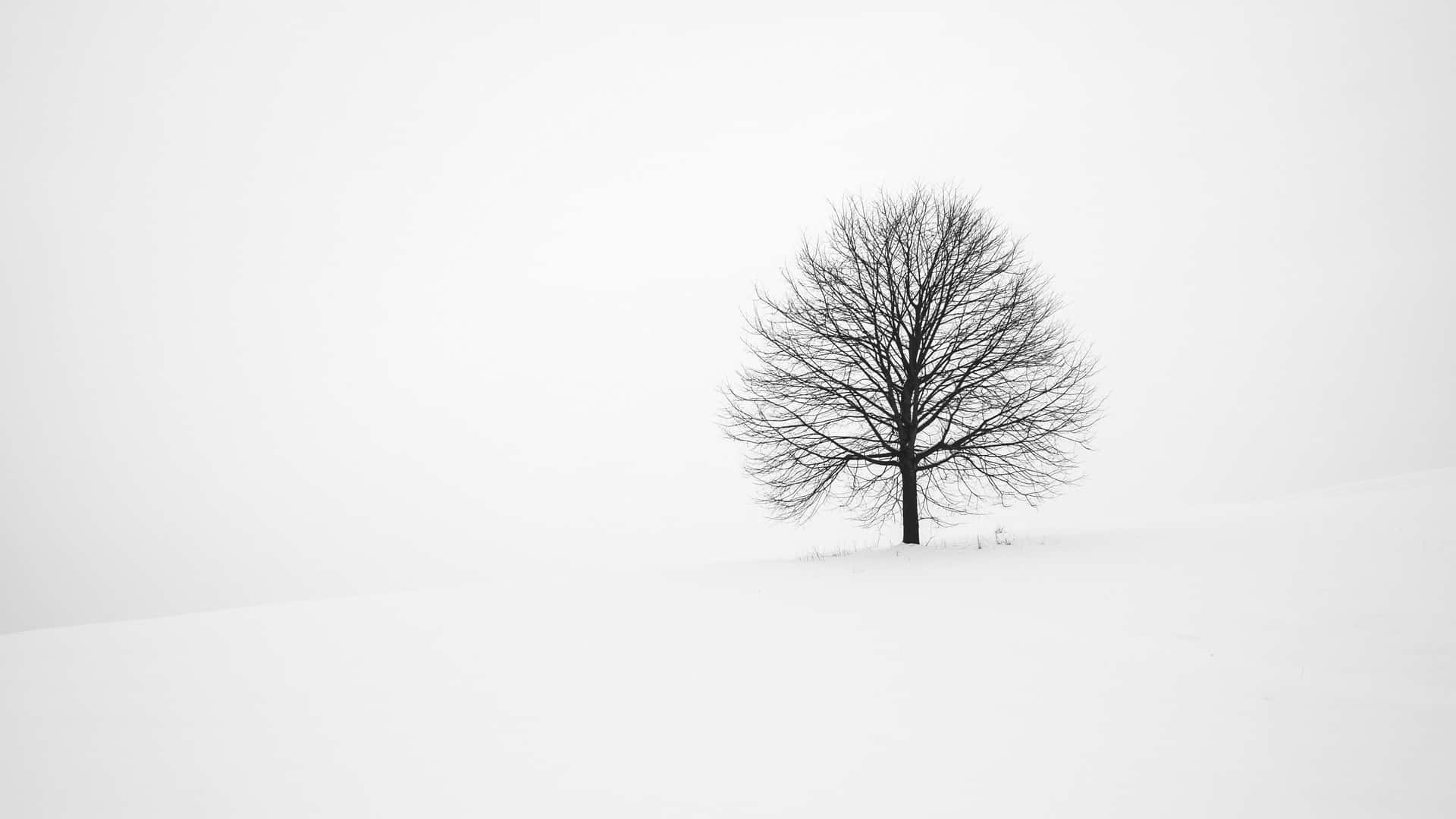 冬日雪丘上的一棵無葉樹。
