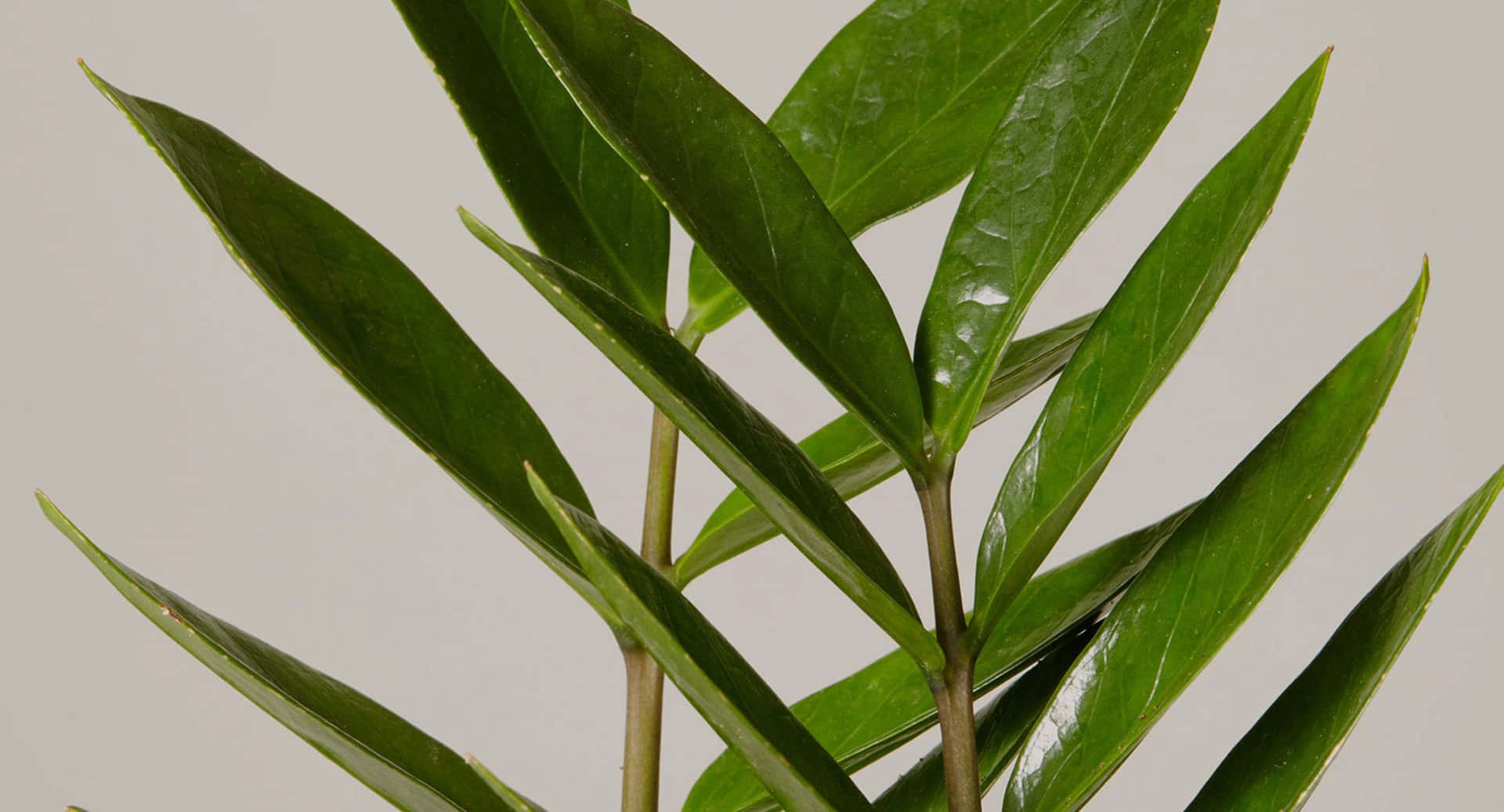 光澤綠色ZZ植物葉片從莖部放射而出，襯以灰色背景。