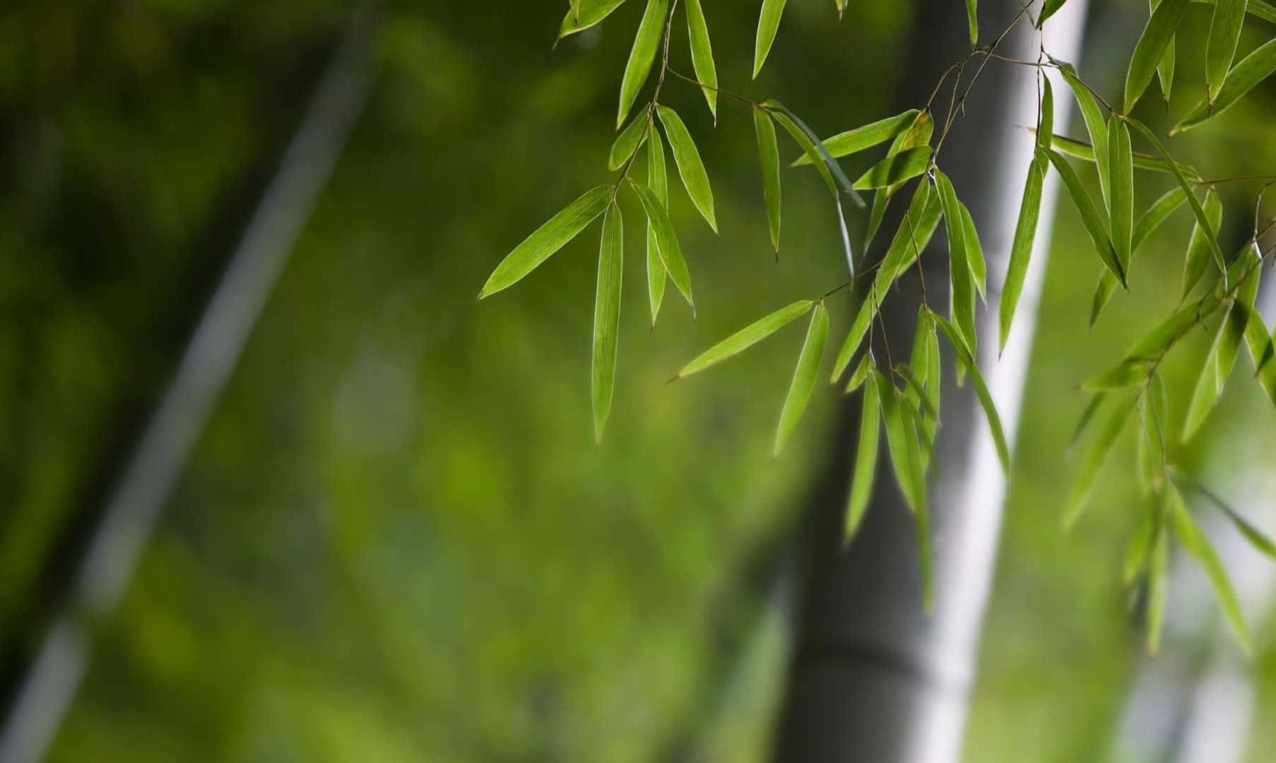 體驗竹林背景的自然之美 壁紙 — 細嫩的綠色竹葉在柔和模糊的森林背景下輕輕搖曳。