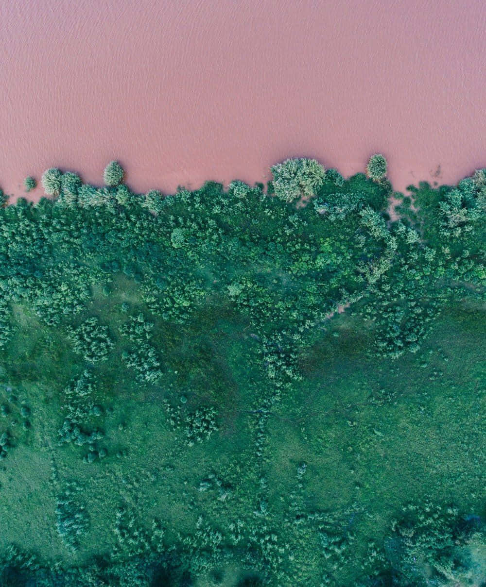 從高空俯瞰，粉紅色湖泊與綠色森林海岸線交匯。