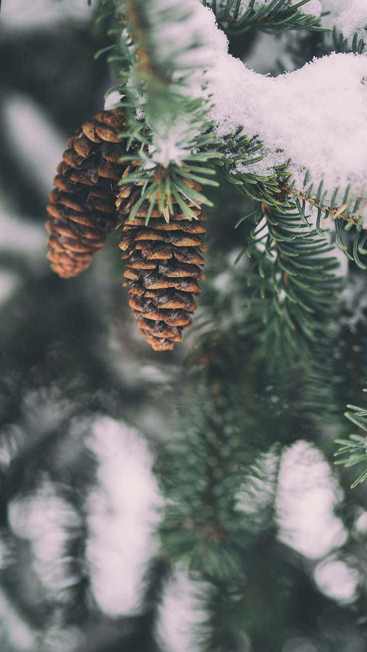 冬季森林中常綠樹枝上覆蓋著雪的松果。