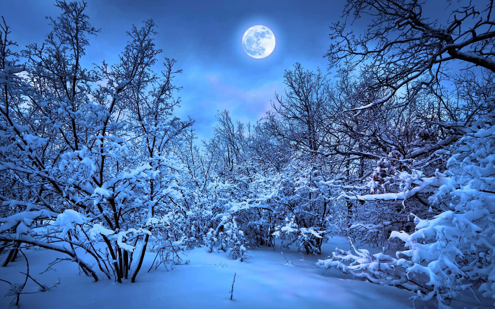 夜晚明亮滿月下的雪林