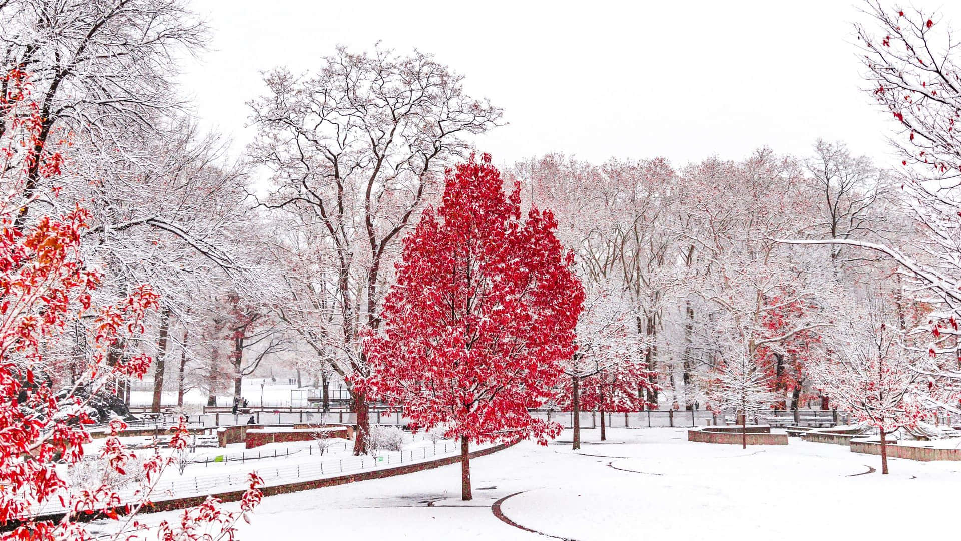 白雪覆蓋的公園，有引人注目的紅樹和蜿蜒小徑。