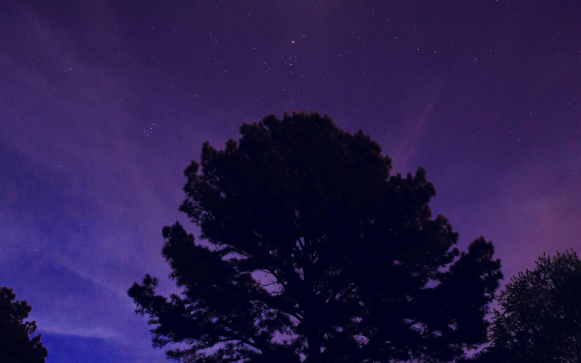 樹木在繁星點點的紫色夜空下的剪影。