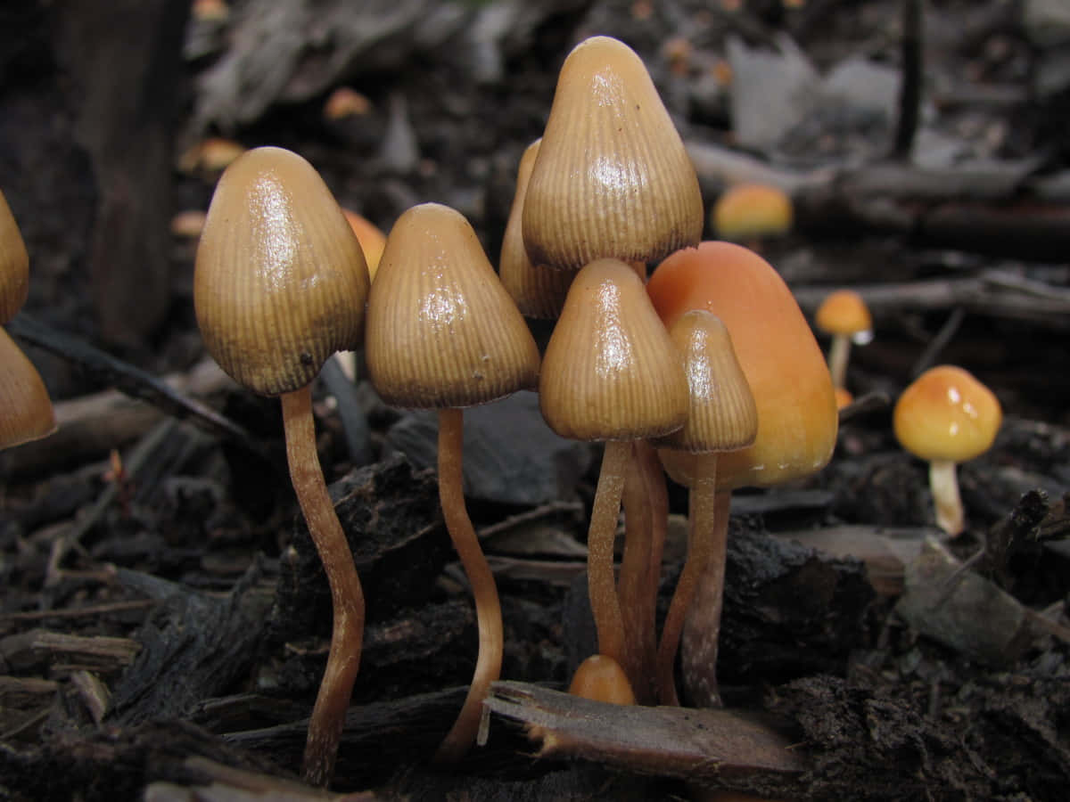 體驗迷幻蘑菇的魔法世界 壁紙 — 一簇細小的橙色和棕褐色蘑菇，帶有棱紋菌蓋，從黑暗的森林土壤中在樹枝間生長。
