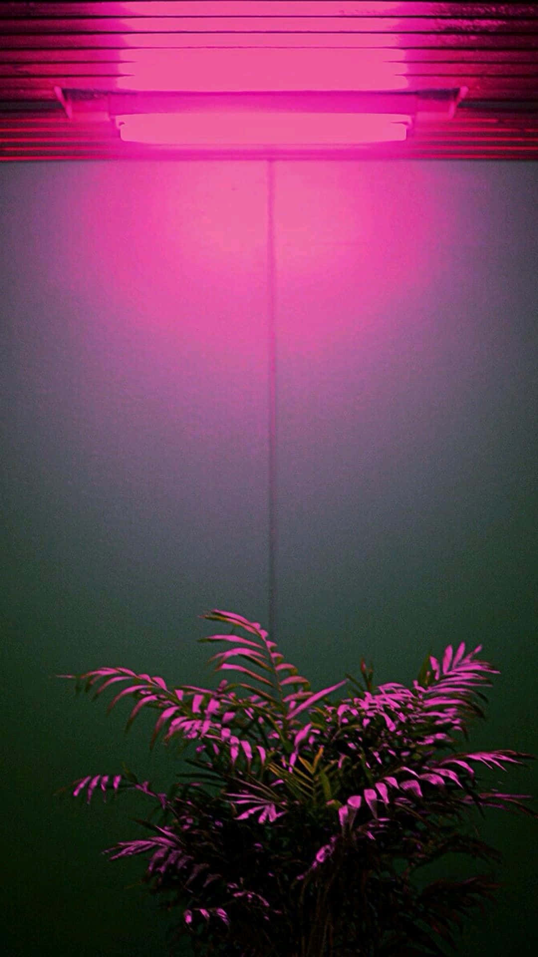 植物在天花板燈具下沐浴在粉紅色的光中。