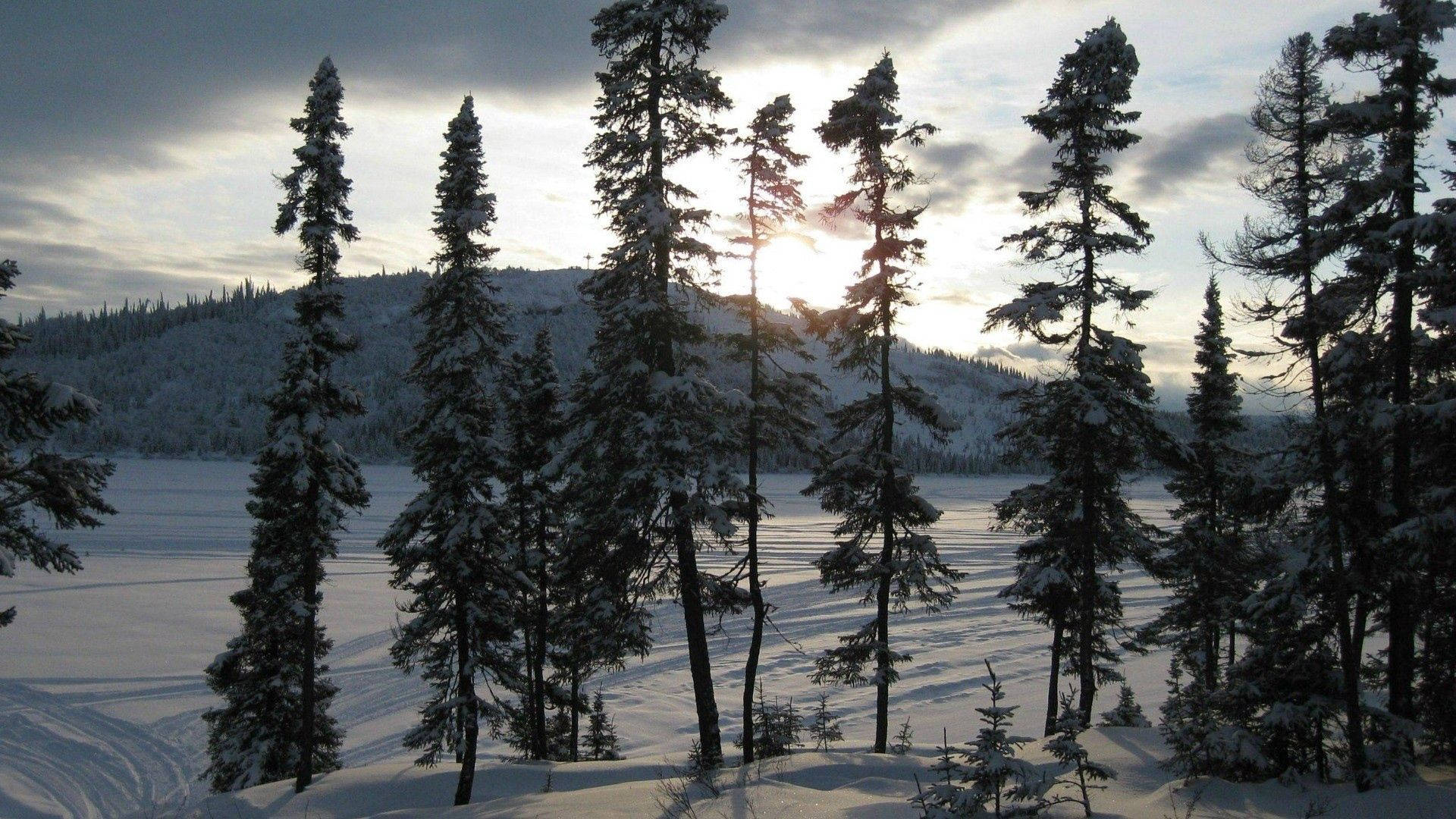 日出時分，冰凍的湖面和雪丘上的雪松樹。