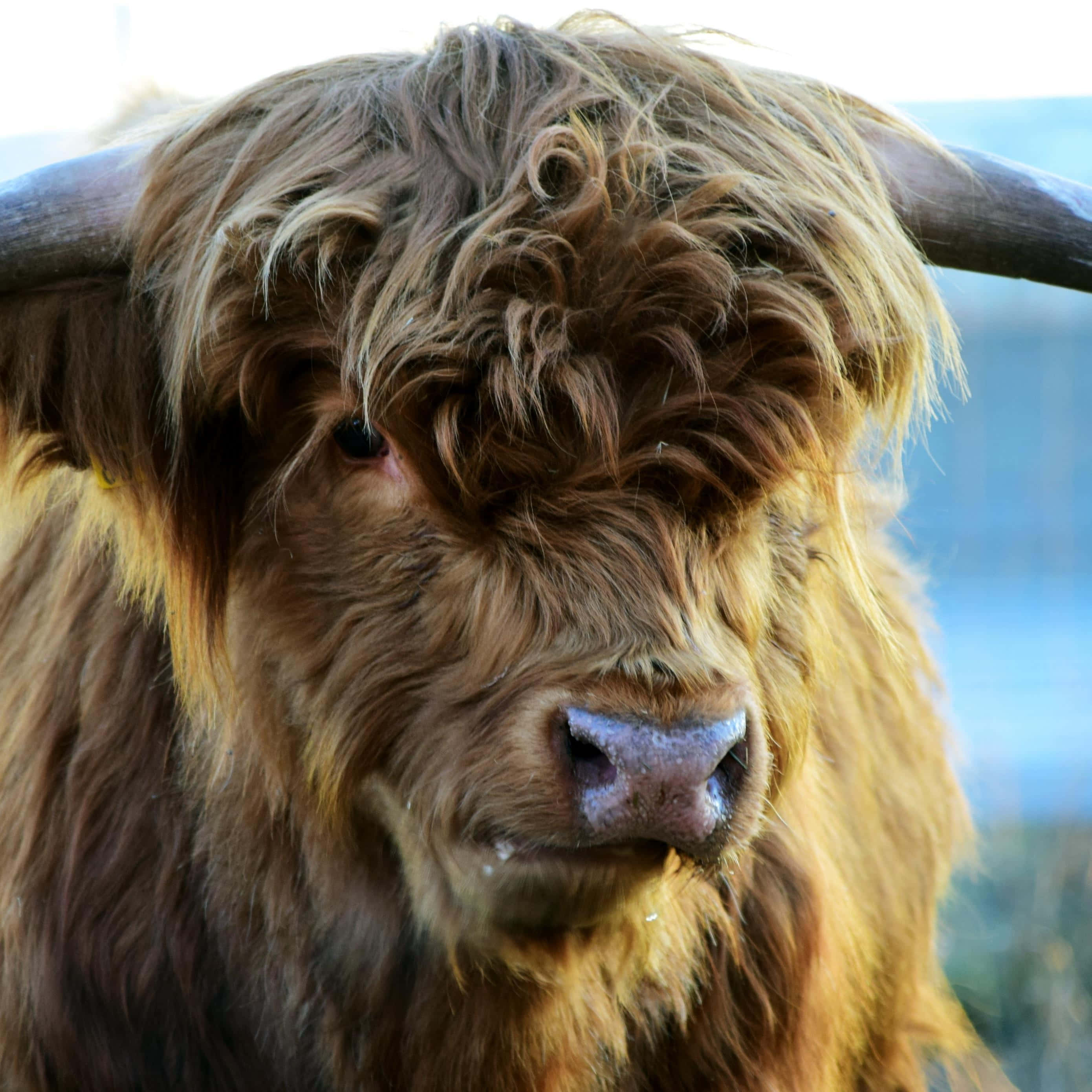 Highland Cow 桌布 壁紙 — 高地牛近距離特寫，擁有蓬鬆棕色毛髮和彎曲的角，平靜地凝視鏡頭。