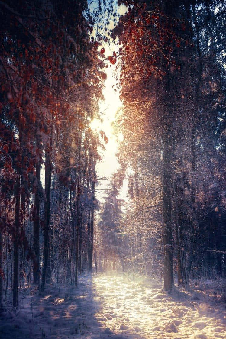 高大楓樹雪景肖像 壁紙 — 陽光穿透覆蓋著雪的樹木，在冬日森林小徑上投下金色光束。