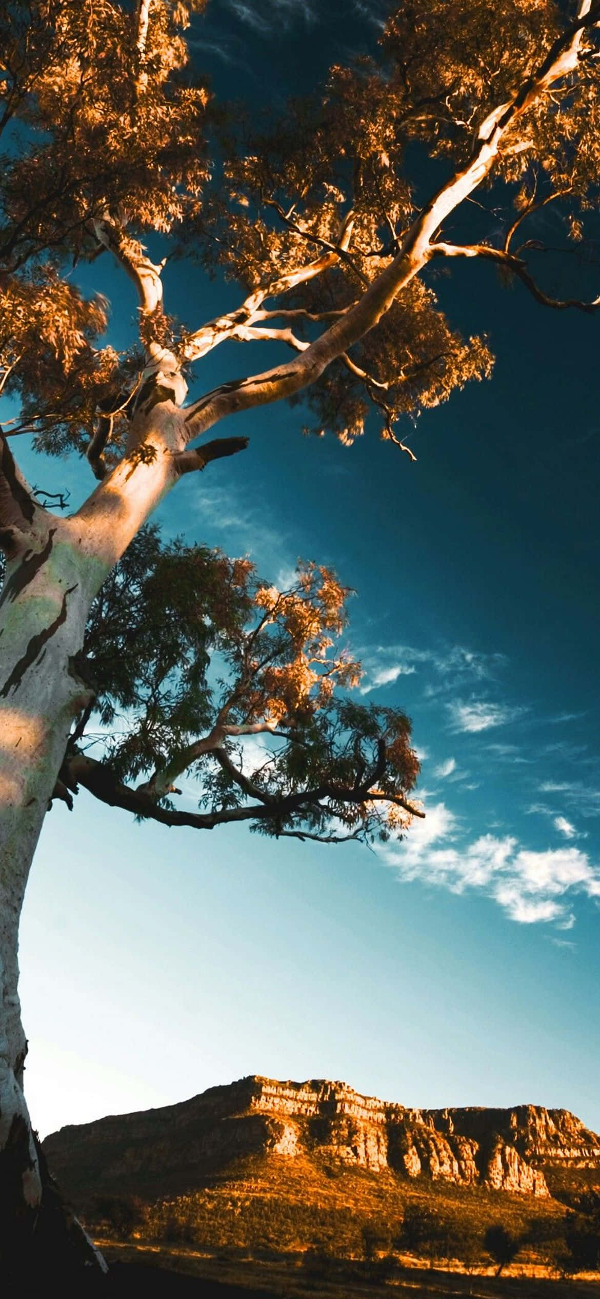 高大樹木自然風景 壁紙 — 一棵雄偉的桉樹，金黃色的葉子，在藍天白雲和遠處岩石山脈的襯托下高聳入雲。
