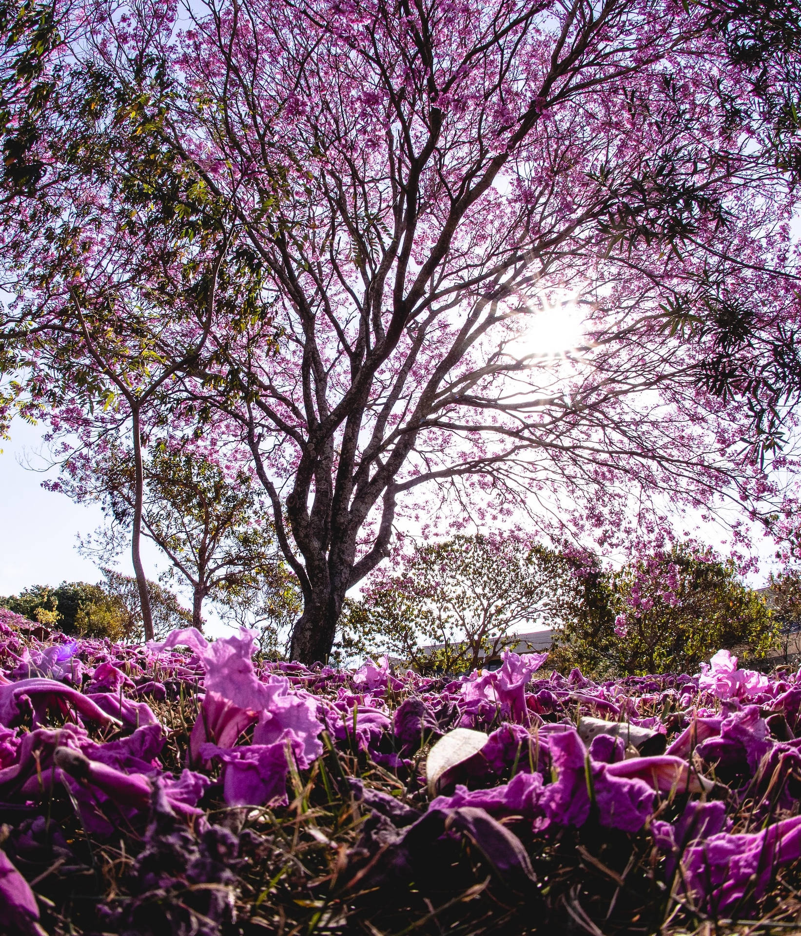 一棵紫色開花樹，陽光穿過樹枝，花瓣覆蓋地面。