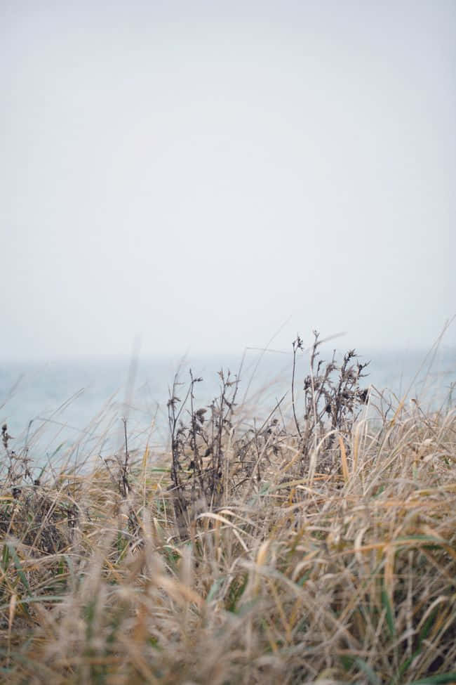Winter Beach 桌布 壁紙 — 高大的乾草在前景搖曳，朦朧的海洋延伸到蒼白的天空下，光線柔和擴散。