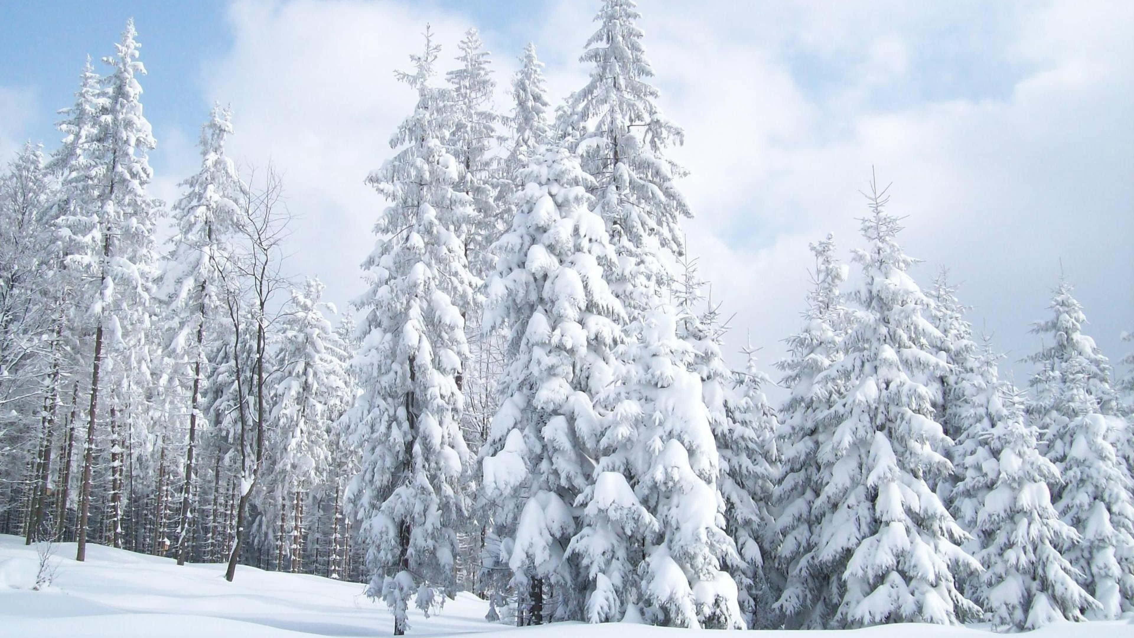 Snow Trees 桌布 壁紙 — 高大的常綠樹上掛滿了新鮮的積雪，佇立在寧靜的冬日森林中，頭頂是湛藍的天空，點綴著幾朵散雲。