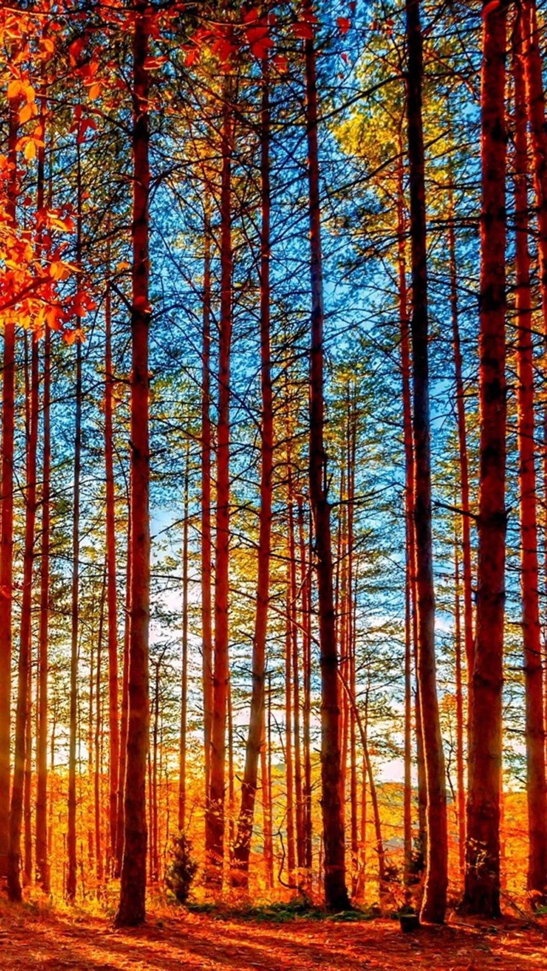 森林 桌布 壁紙 — 高大的松樹帶著火紅的橙葉，在陽光明媚的秋林中襯托著充滿活力的藍天。
