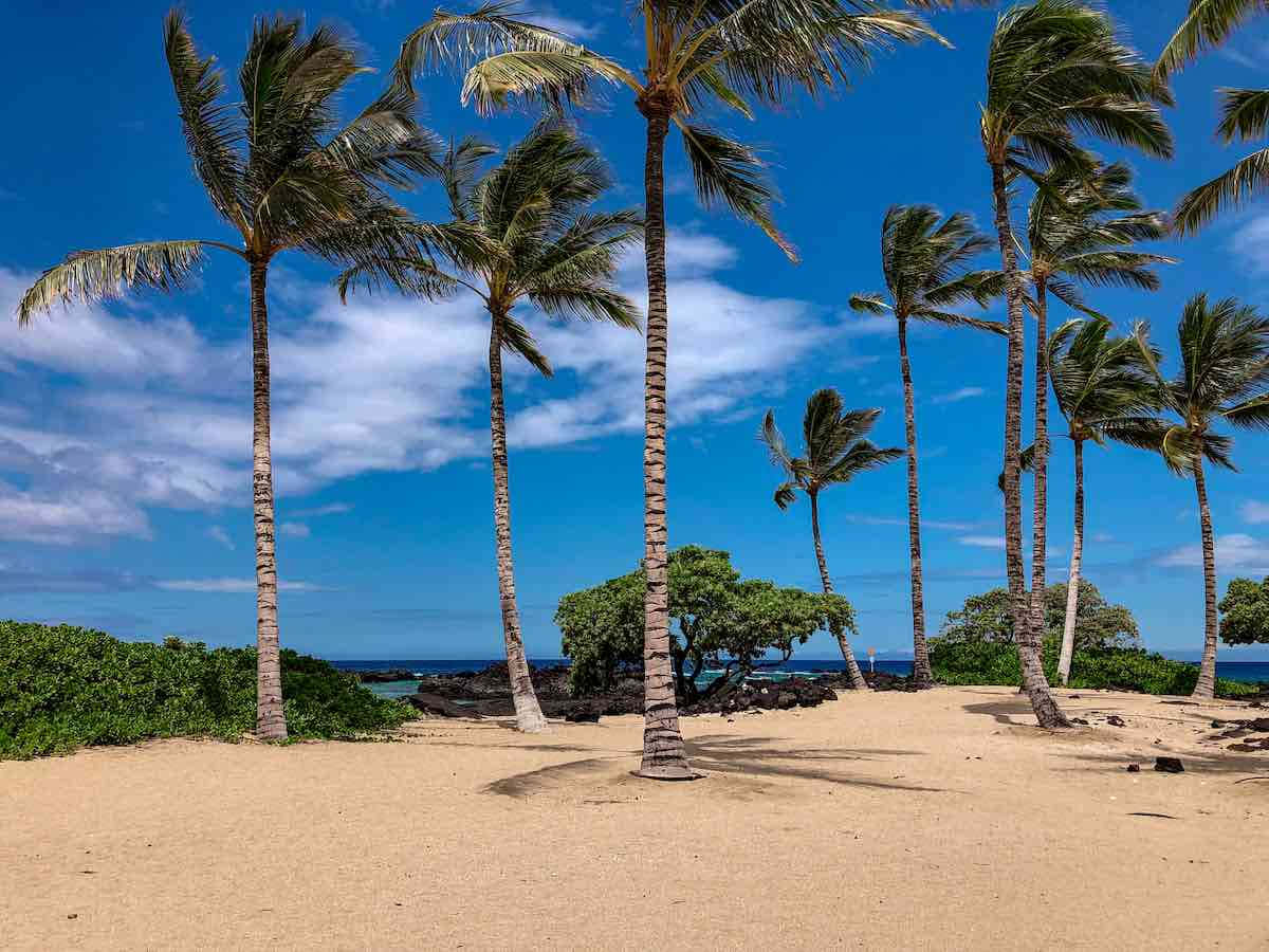 Hawaiian Island 桌布 壁紙 — 高大的棕櫚樹在陽光明媚的沙灘上輕輕搖曳，背景是湛藍的天空和零星的白雲。