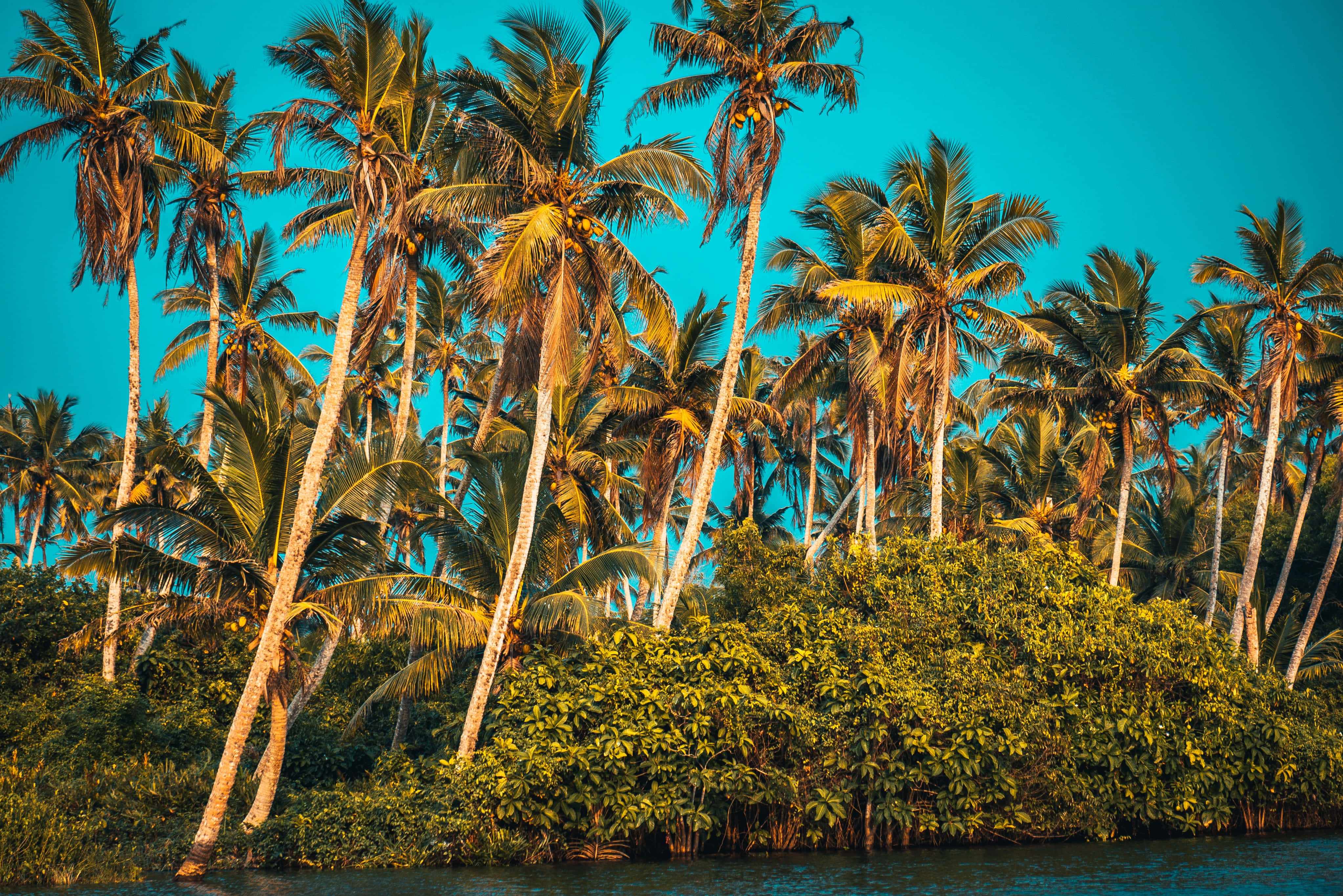 Summer Landscape 桌布 壁紙 — 高大的棕櫚樹帶著金色葉子在充滿活力的綠松色天空下搖曳，下方是茂密的綠色紅樹林和寧靜的水面。