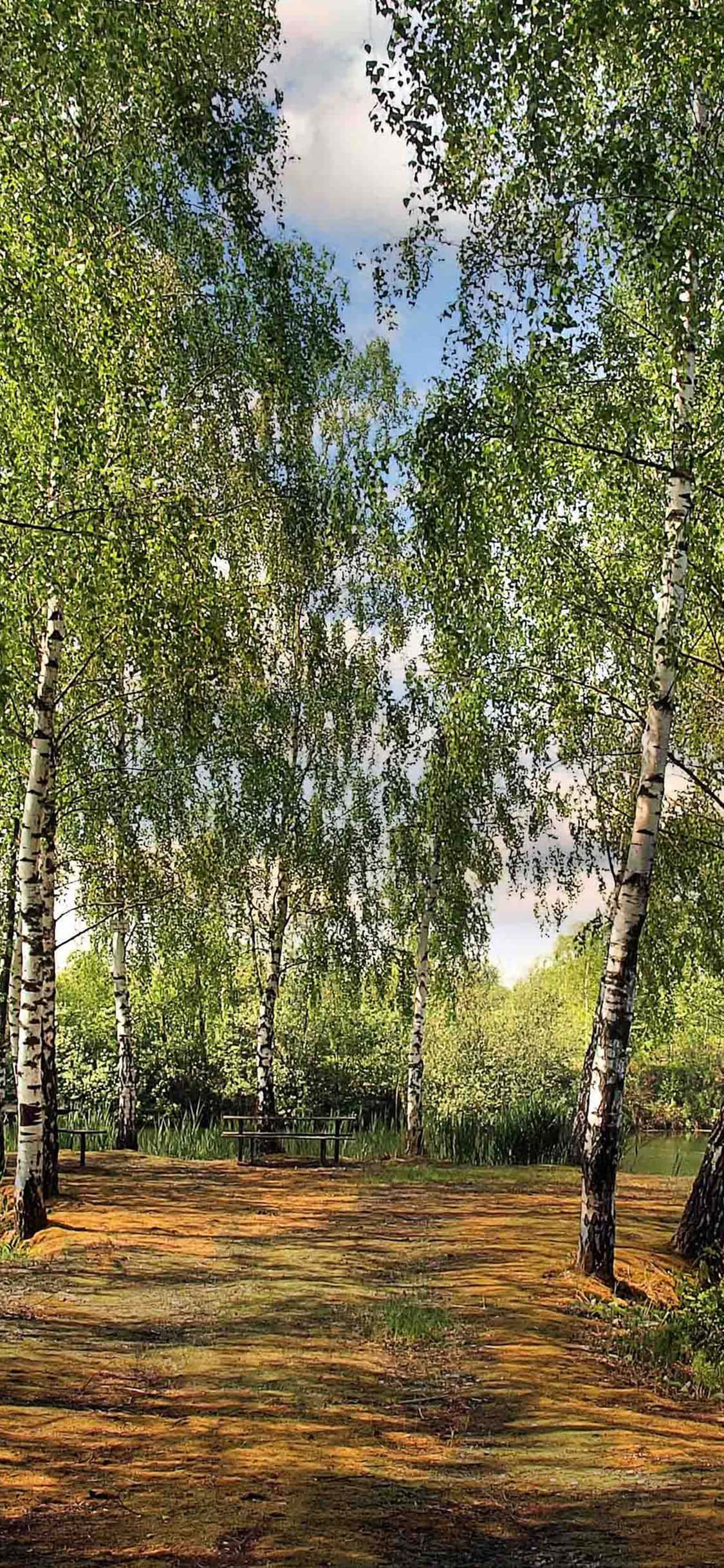 夏天 iPhone 桌布 壁紙 — 高大的白樺樹，樹皮潔白，綠葉繁茂，環繞著一條陽光明媚的森林小徑，通往寧靜池塘旁的木製長椅。