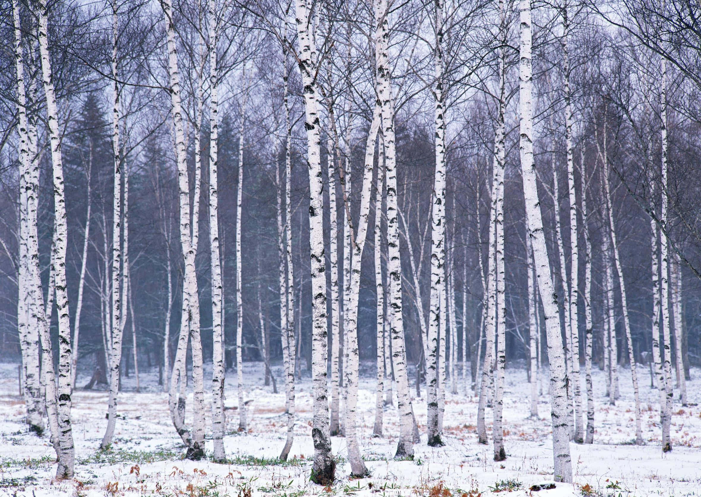 Winter Trees 桌布 壁紙 — 高大的白色樺樹在灰濛濛的天空下，光禿禿地矗立在白雪覆蓋的冬季森林中。
