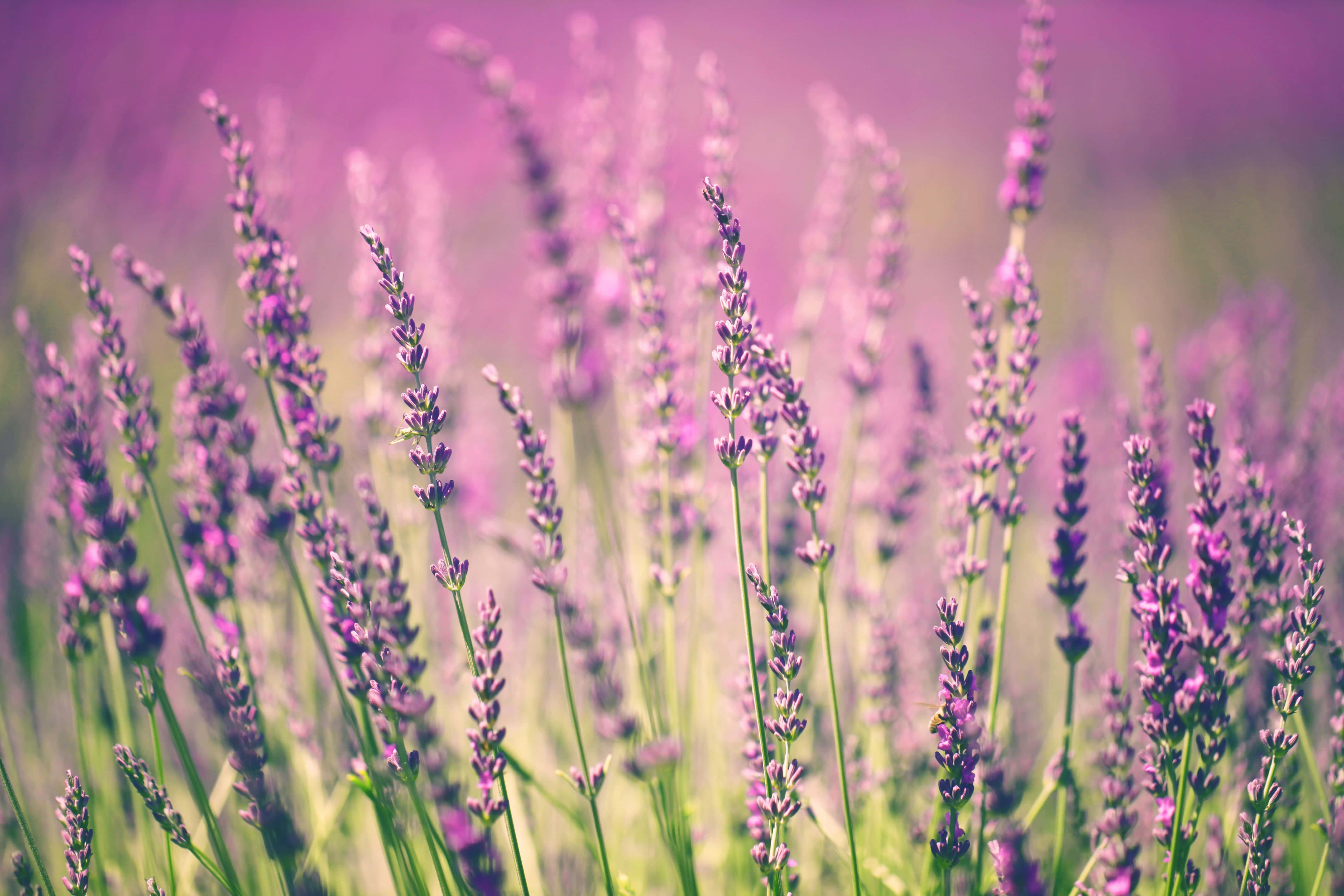 Flower Desktop 桌布 壁紙 — 高大的紫色薰衣草穗在陽光明媚的田野中輕輕搖曳，背景柔和模糊。