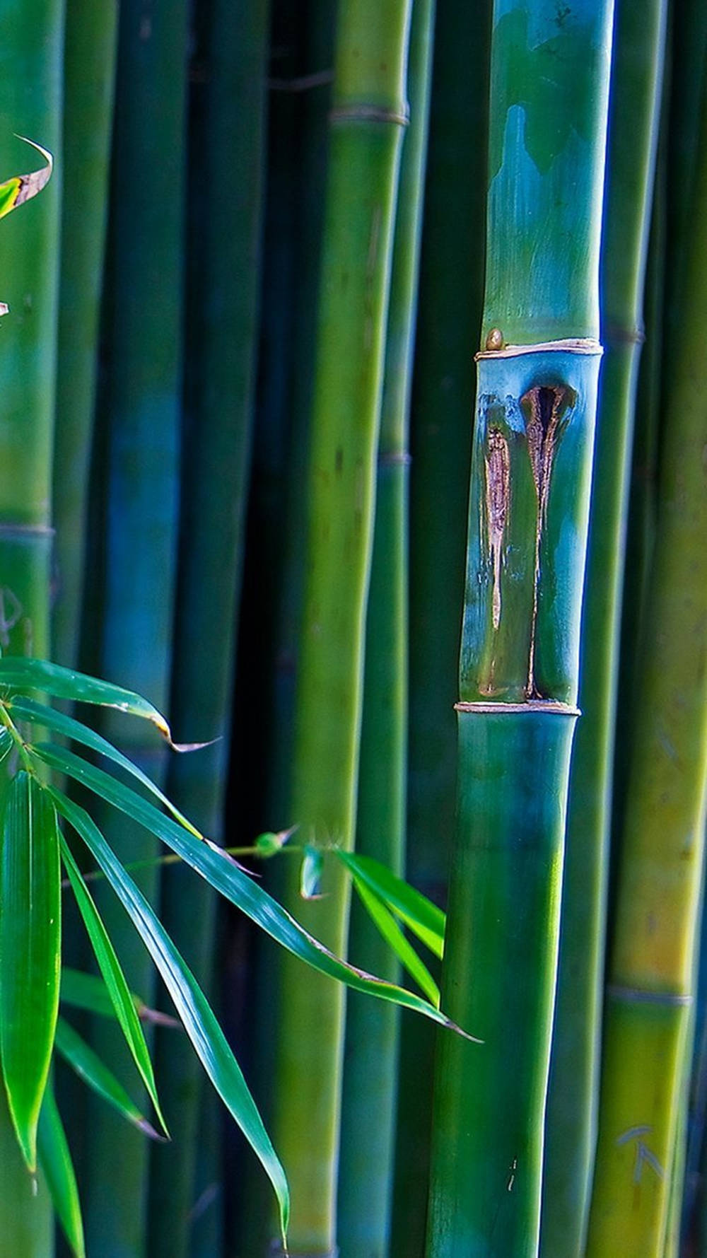 手機 桌布 壁紙 — 高大的綠色竹莖和充滿活力的葉子在柔焦中營造出寧靜的自然背景。