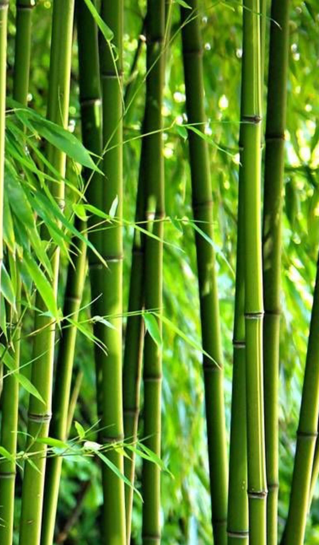 自然 桌布 壁紙 — 高大的綠色竹莖和細長的葉子在穿過茂密樹葉的斑駁陽光中輕輕搖曳。