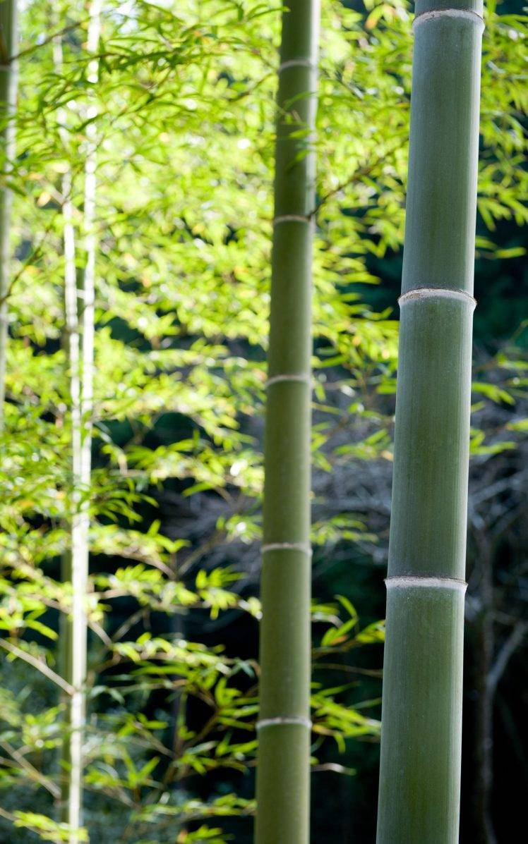 bamboo 4K 桌布 壁紙 — 高大的綠色竹莖在陽光明媚的樹葉背景下呈現柔焦效果。