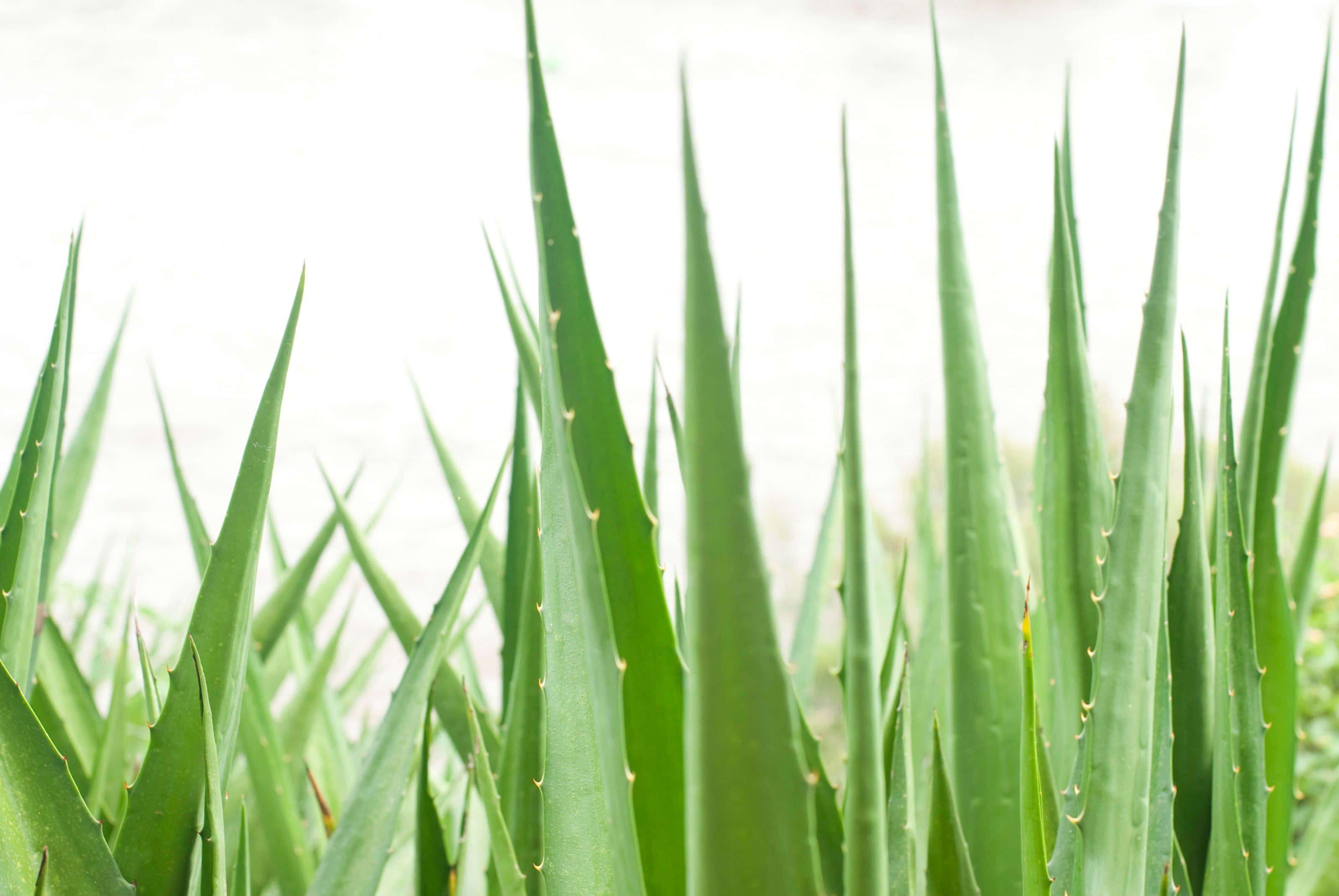 Aloe Vera 桌布 壁紙 — 高大的綠色龍舌蘭葉片帶有鋸齒狀邊緣，在明亮的白色背景上銳利地豎立。