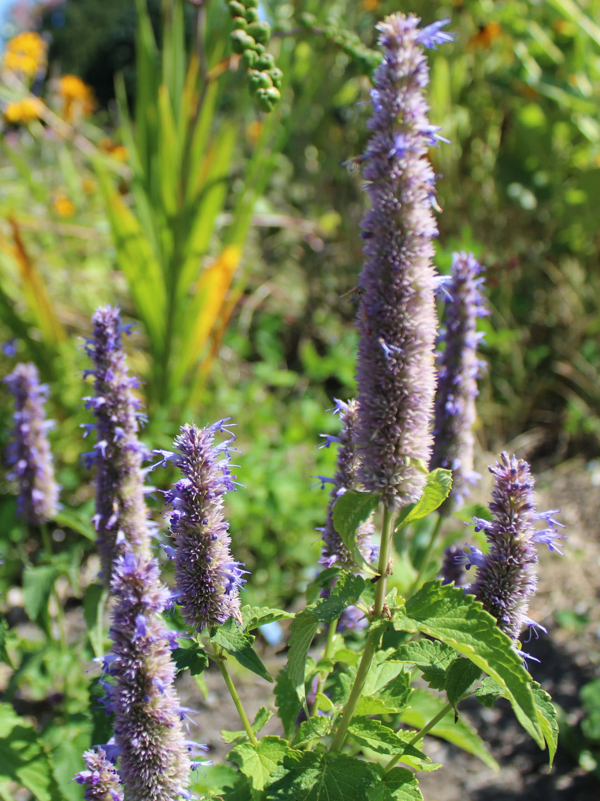 Purple Licorice 桌布 壁紙 — 高大的薰衣草紫色花穗在陽光普照的花園中，在充滿活力的綠色葉片中盛開。