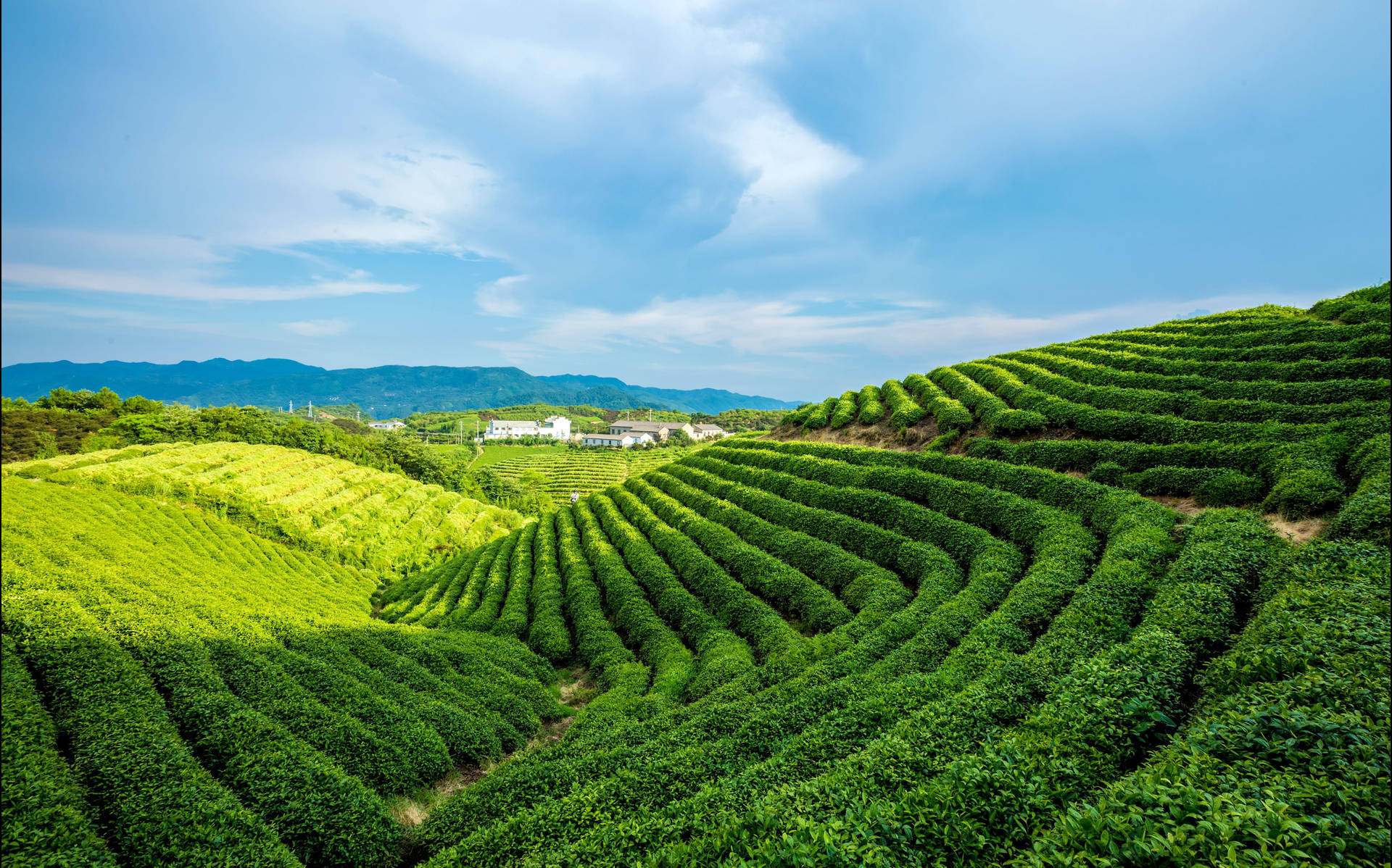 藍天白雲下，起伏山丘上的梯田茶園。