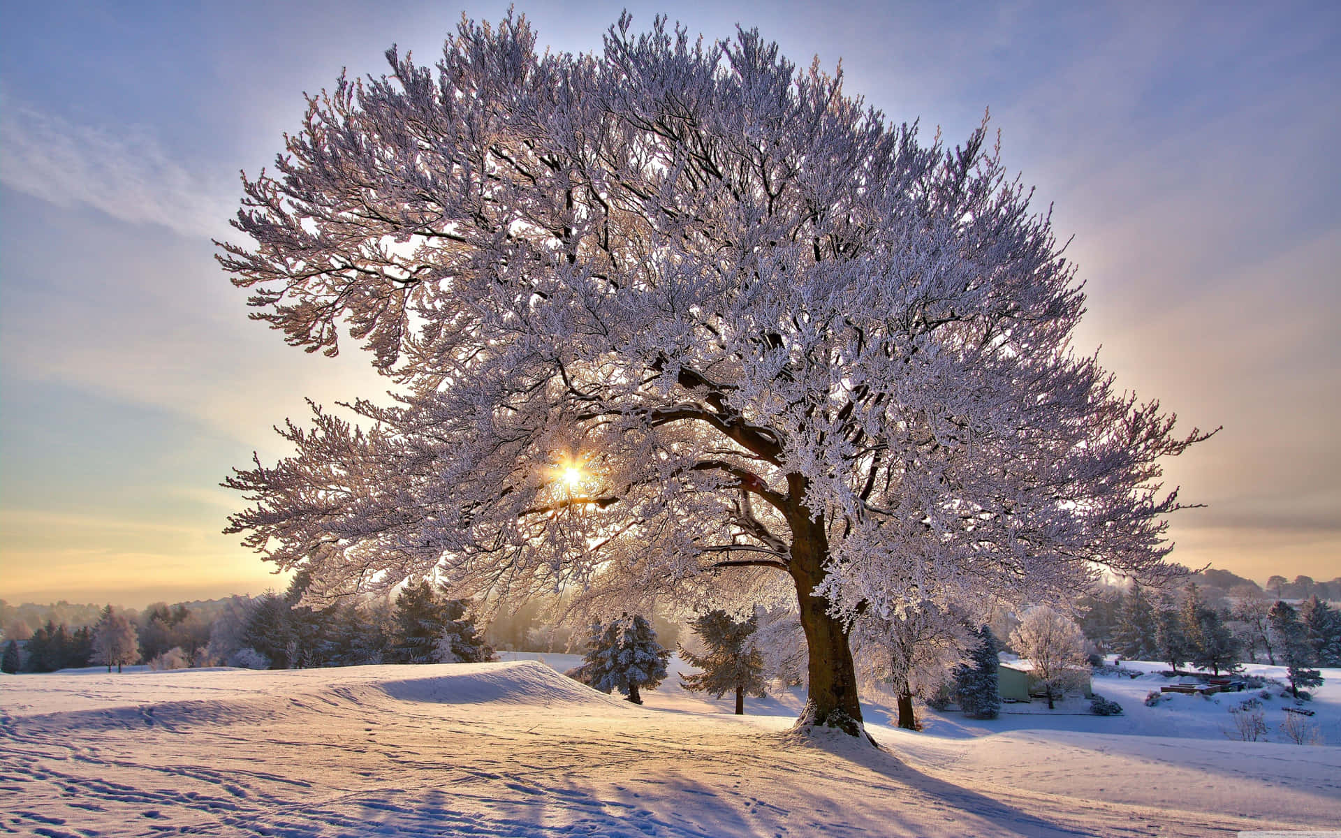 日出時雪地上的霜樹，金色光線穿過枝條。