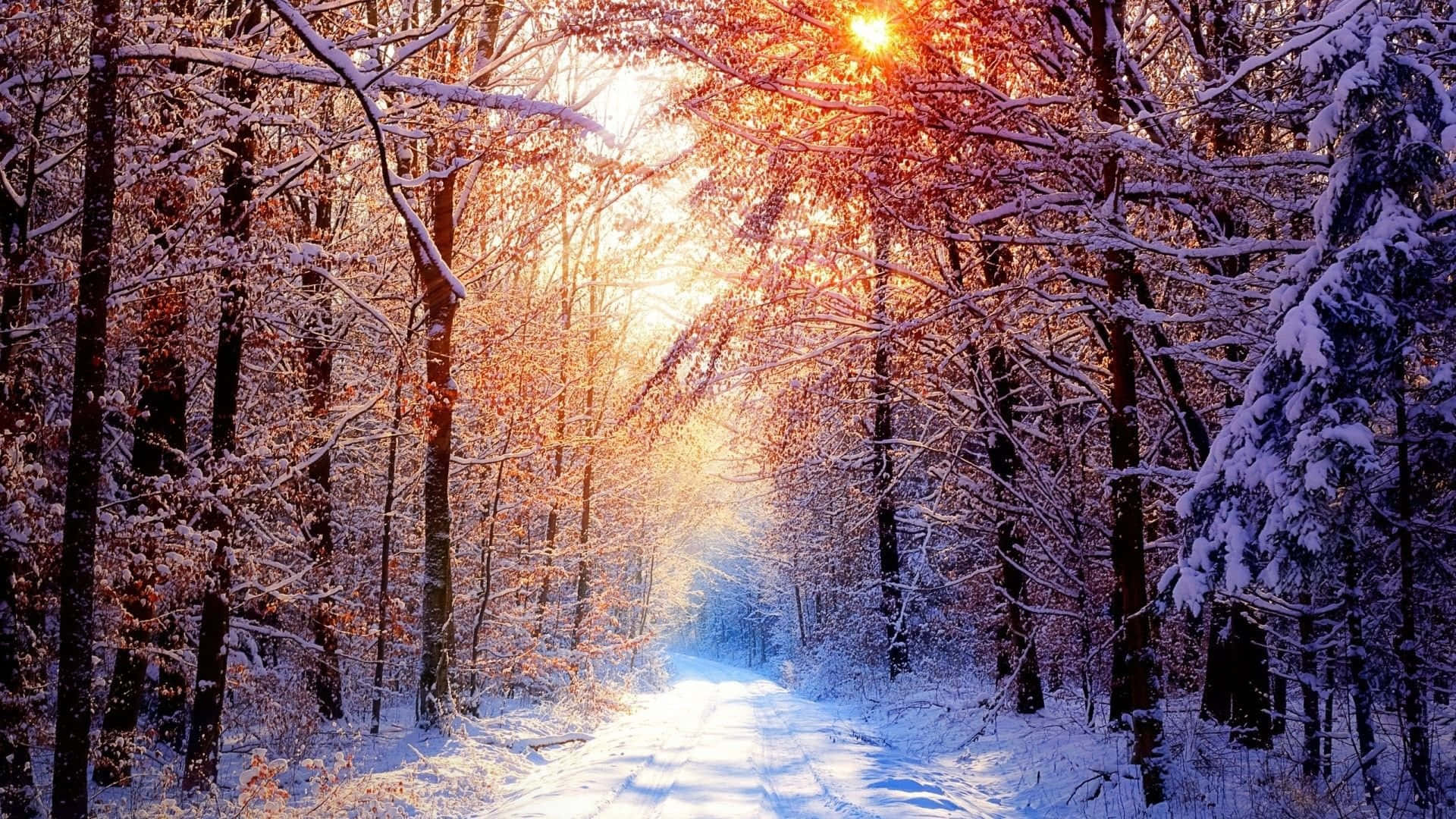 白雪覆蓋的森林小徑沐浴在穿過光禿樹木的金色陽光中。