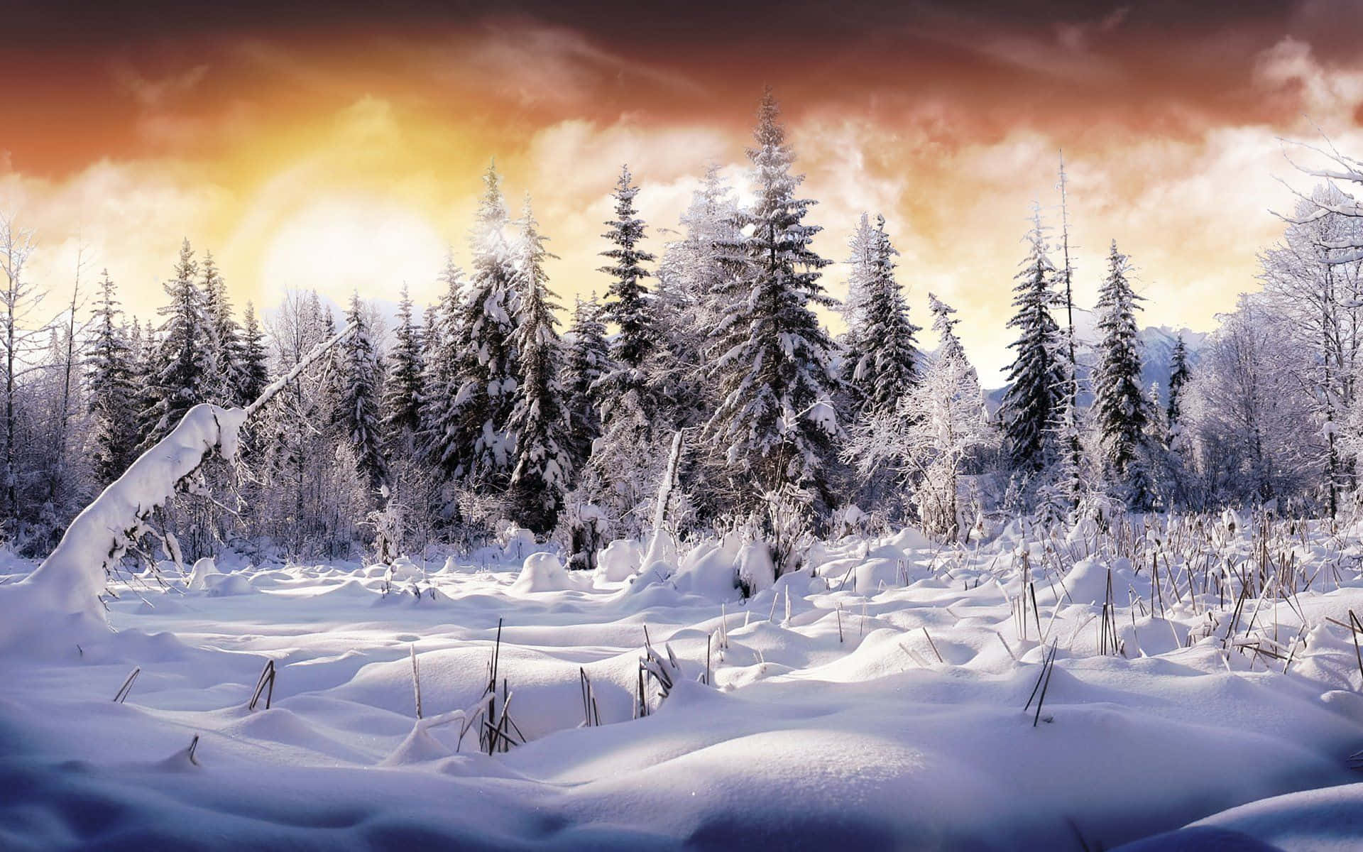 夕陽下白雪覆蓋的松樹林，金色天空和厚厚的積雪覆蓋地面和樹木。