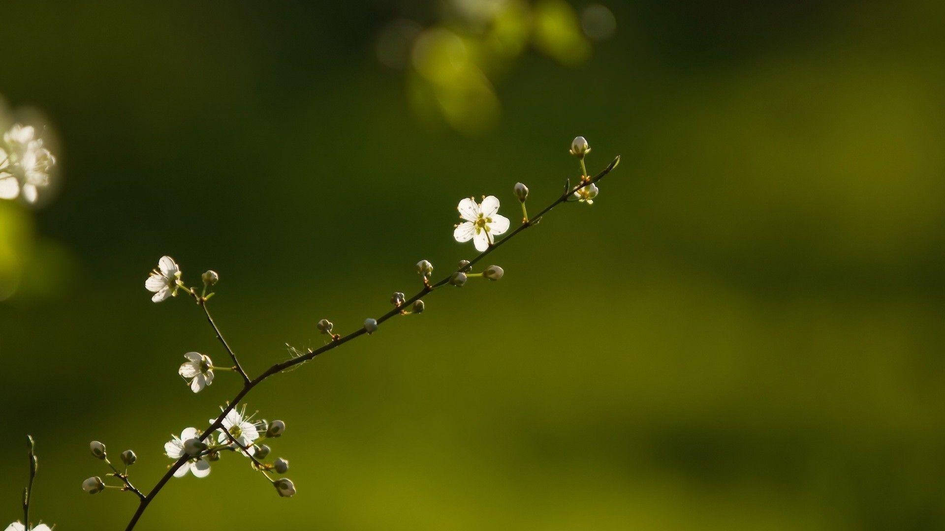 高清小巧白花 壁紙 — 細膩的白色花朵在纖細的樹枝上綻放，背景是柔和的綠色散景。