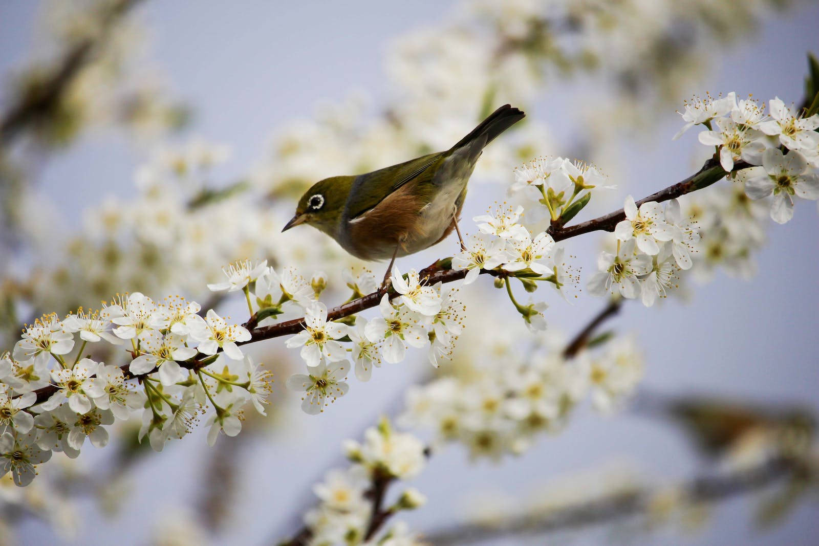高清春季銀眼鳥 壁紙 — 一隻小綠鳥優雅地棲息在開滿白花的樹枝上，背景是柔和模糊的天空。