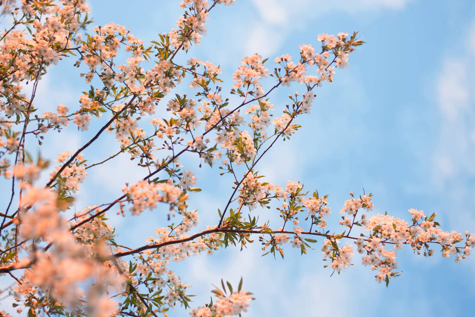 高清春季開花白樹 壁紙 — 嬌嫩的粉紅櫻花在枝頭盛開，映襯著柔和藍天與縷縷輕雲。